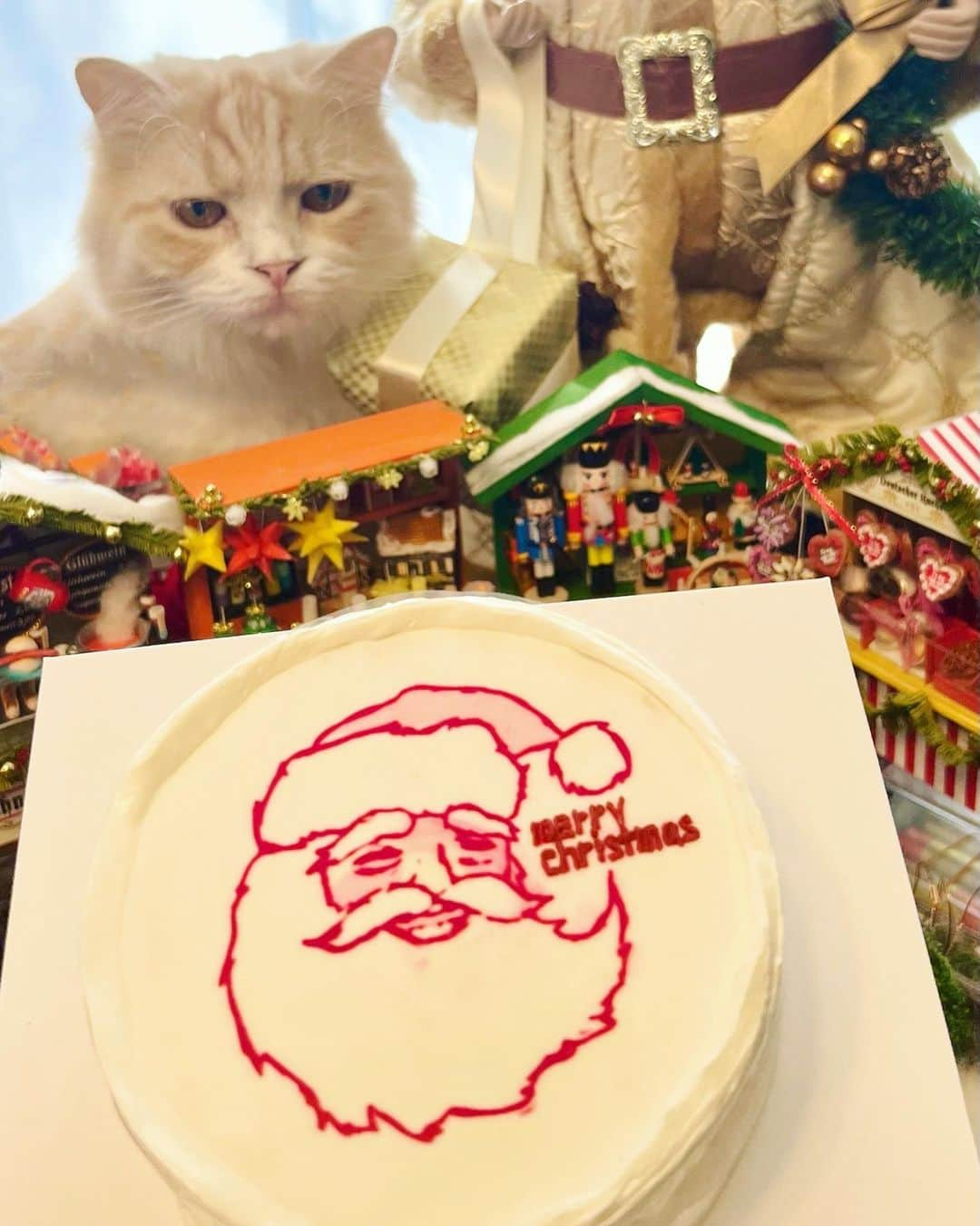 小越しほみさんのインスタグラム写真 - (小越しほみInstagram)「サンタさんのイラスト描いて Xmasケーキ作ってみたよ🎅🏻  おしゃれ感出したくて リアルめサンタさんにしたんだけどどうかな？  カスタムケーキにしようかと思ってたんだけど  @cakeshop.jp にフォトプリントケーキもあったから せっかくだし完全オリジナルにしてみた🎂🤍  ヨーコさん(母)(クリスマス狂)の Xmasグッズと撮影してたら承太郎が未だかつてないほどの カメラ目線でモデル立ちしてくれたよ🤣  甥っ子と姪っ子がうちに来てるので このケーキで早めのクリパしました👼🏻  . . . . . . .  #Xmas #クリスマスケーキ #クリスマス #cakeshop #xmascake #christmas #クリスマスパーティー #christmascake #フォトプリントケーキ #カスタムケーキ #christmasparty #xmasparty #猫 #ねこ #ネコ #cat #猫のいる暮らし #猫好きさんと繋がりたい #マンチカン #ねこすたぐらむ #ねこのいる生活 #猫好き #イラスト #サンタイラスト #クリスマスイラスト」12月4日 19時04分 - shihomi1129