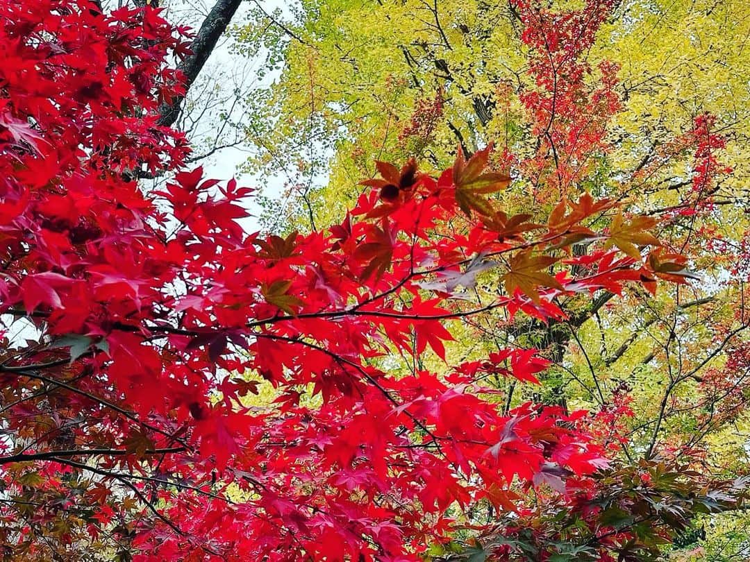 長野智子さんのインスタグラム写真 - (長野智子Instagram)「東京の紅葉はまだまだこれからという場所もありますね🍁  ようやく#iphone14pro ぽい写真が撮れたかなw  #浄真寺 #紅葉」12月5日 11時56分 - naganotomoko