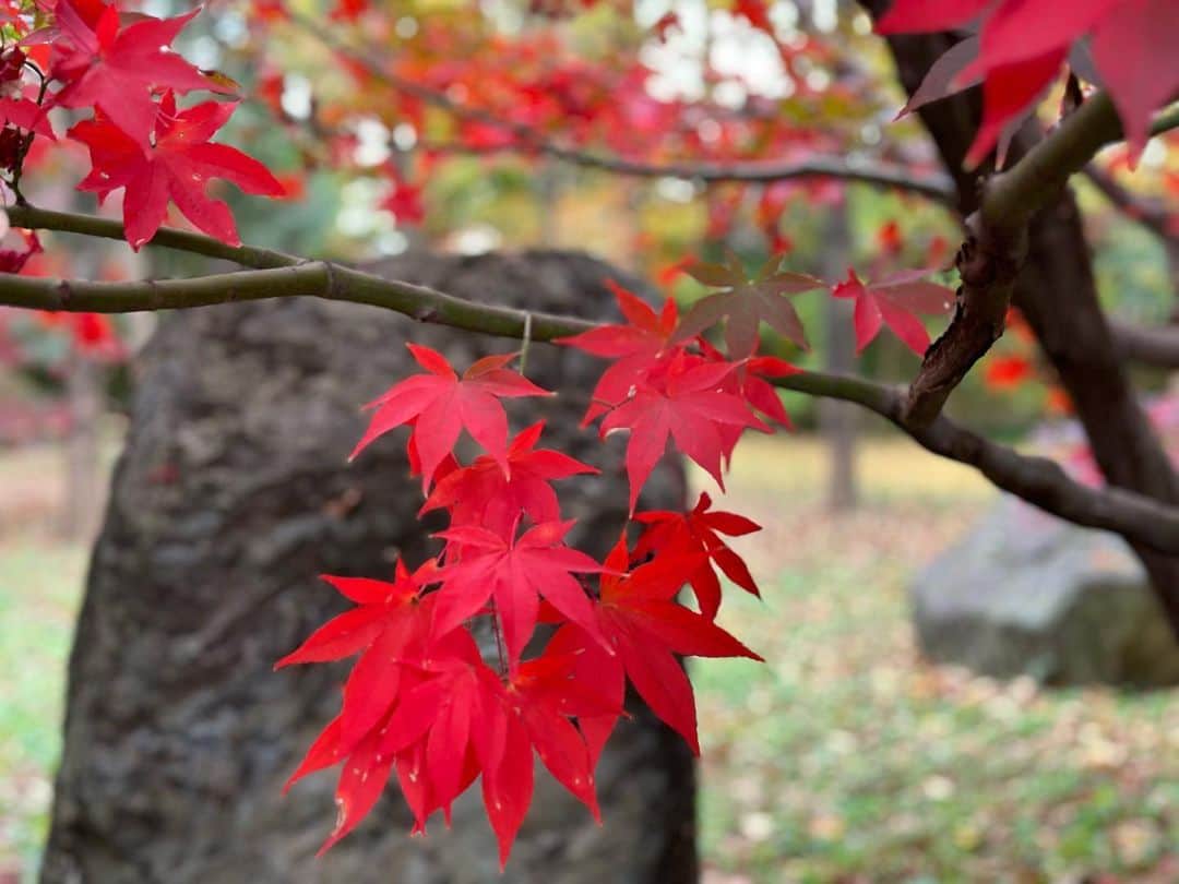 長野智子さんのインスタグラム写真 - (長野智子Instagram)「東京の紅葉はまだまだこれからという場所もありますね🍁  ようやく#iphone14pro ぽい写真が撮れたかなw  #浄真寺 #紅葉」12月5日 11時56分 - naganotomoko