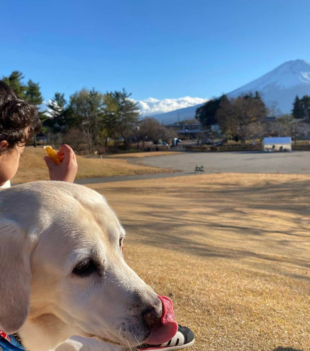 滝川クリステルさんのインスタグラム写真 - (滝川クリステルInstagram)「先日、アリスさんを連れて富士山の近くへ。 晴天で本当に綺麗な富士山でした💕 アリスさんは、実は最近何度か心配になる病状が出てきて毎回これで寝たきりになってしまい、旅はできなくなるのか、、と落ち込んでいたのですが、アリスさん、毎回復活してくれて😭　 こうやってまた一緒に旅できることが幸せで😭 当たり前に色んな場所に出かけられていたのができなくなることを 大型犬の場合、覚悟しないといけないですよね、、 でも、今回も元気になってくれたアリスさんに本当に感謝🥲 もうじき15歳。もっと一緒に旅しようね🌈🚗 #保護犬 #アウトドア #滝川クリステル #河口湖」12月5日 18時40分 - christeltakigawa