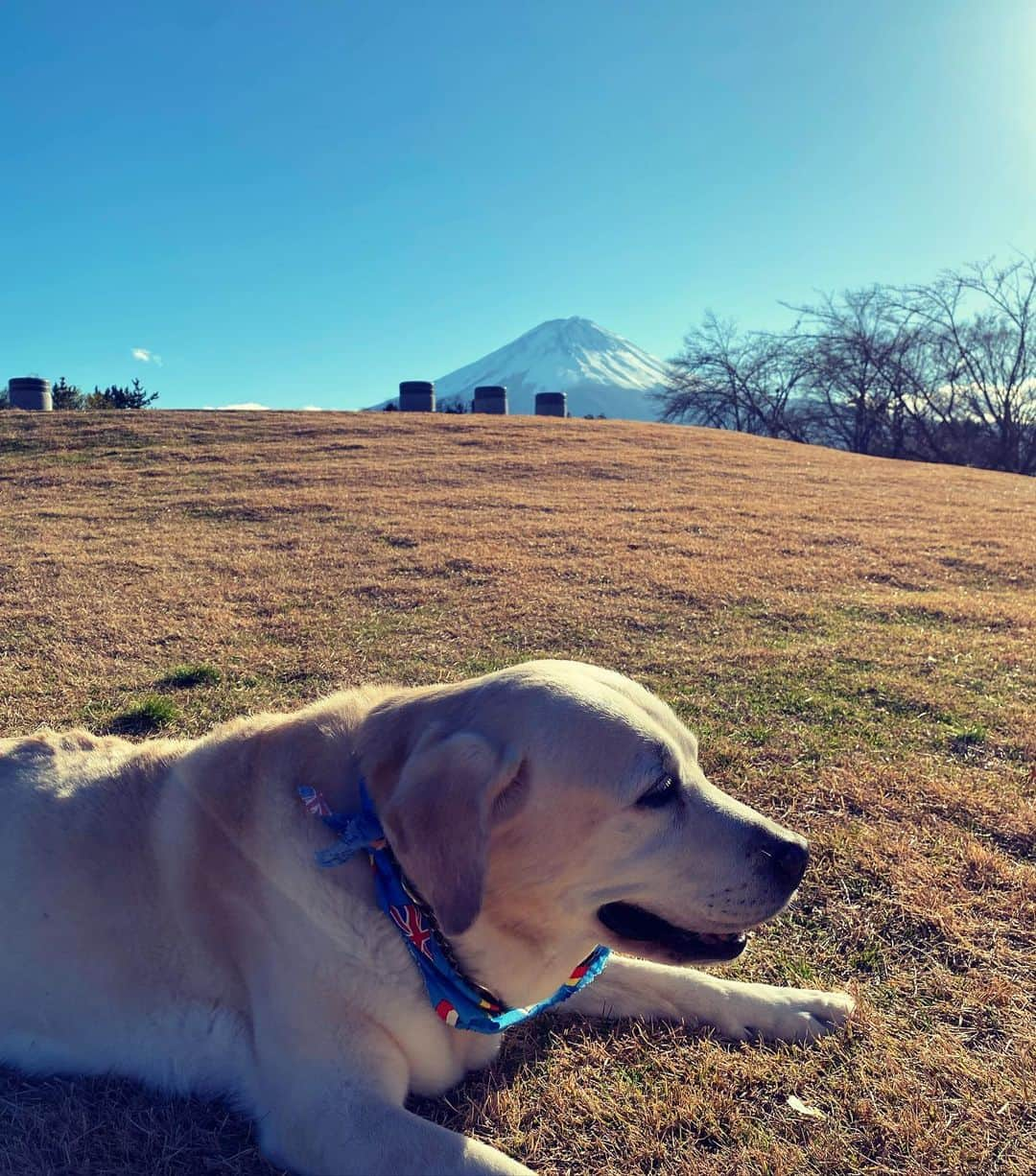 滝川クリステルさんのインスタグラム写真 - (滝川クリステルInstagram)「先日、アリスさんを連れて富士山の近くへ。 晴天で本当に綺麗な富士山でした💕 アリスさんは、実は最近何度か心配になる病状が出てきて毎回これで寝たきりになってしまい、旅はできなくなるのか、、と落ち込んでいたのですが、アリスさん、毎回復活してくれて😭　 こうやってまた一緒に旅できることが幸せで😭 当たり前に色んな場所に出かけられていたのができなくなることを 大型犬の場合、覚悟しないといけないですよね、、 でも、今回も元気になってくれたアリスさんに本当に感謝🥲 もうじき15歳。もっと一緒に旅しようね🌈🚗 #保護犬 #アウトドア #滝川クリステル #河口湖」12月5日 18時40分 - christeltakigawa