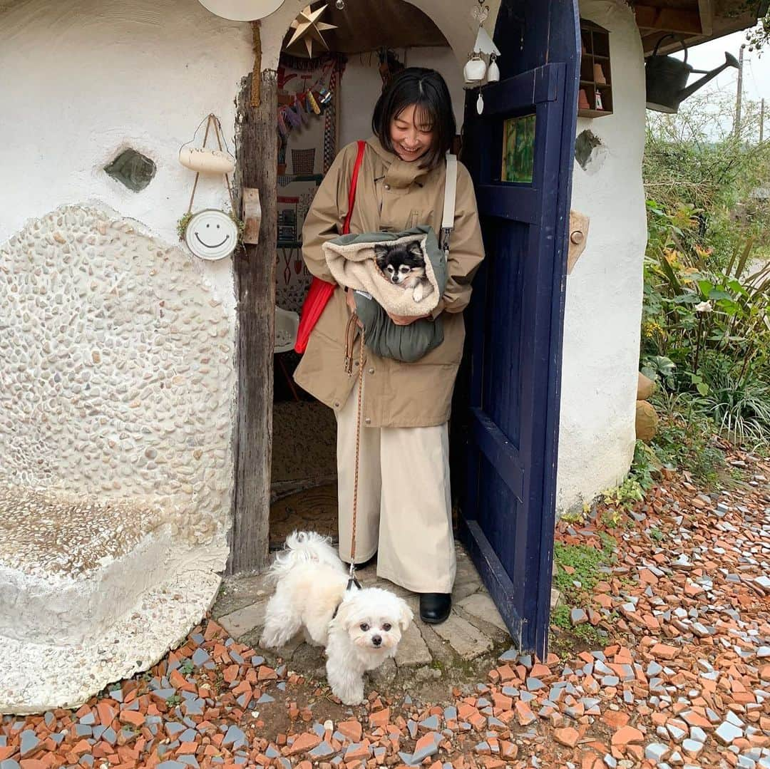 小野真弓さんのインスタグラム写真 - (小野真弓Instagram)「こんにちは☺️ 今日は、朝から冷え冷え❄️  君津の山の中のピザ屋さんに 行ってきました☺️🍕✨  チワマル友達まめちゃんたちと〜✨ 久しぶりに、わんことお出かけ❤️ おやすみ〜＼(^ω^)／って、感じ〜😆😆😆😆 と、皆できゃいきゃいしながら、 話題はほとんど、地域猫のはなし😂🐾  思えば、猫活動、 お外の立ち話での打ち合わせばかりだったので、 とっても新鮮😆 👭👭🦝🐏🐶  近場で、気分転換✨ 小旅行気分でした🚗☺️  今日も良い一日にしましょーね (о´∀`о)🍁🐾  #チワワ#ハナちゃん #チワマル#ハルくん#まめちゃん #君津市#村のピザ屋カンパーニャ #テラスわんこok #わんさんぽ#わんことお出かけ#千葉っていいね #わん友#猫活動仲間#議題がつきない猫活動 🐾 #雑種猫兄妹#アオくん#ナナちゃん #お泊まり猫#ちりんくん #ぬくぬくにゃんこ #犬と猫のいる暮らし #犬猫日記」12月6日 10時50分 - hanaharuaroi