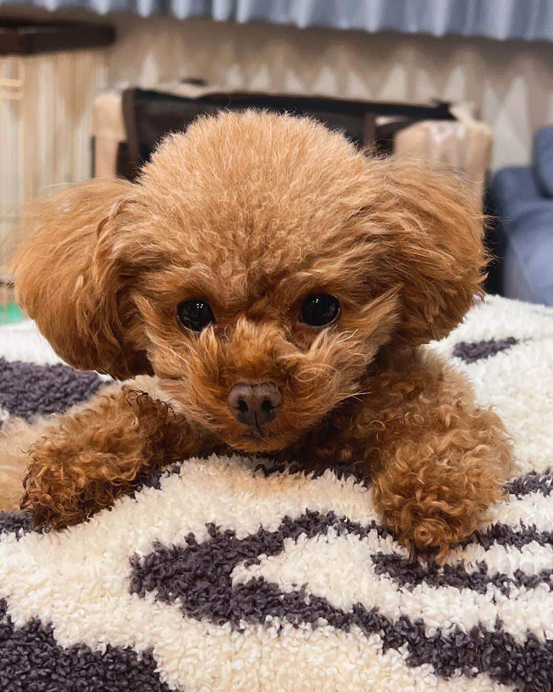 吉田沙保里さんのインスタグラム写真 - (吉田沙保里Instagram)「フワフワとボサボサのリリー🐶💕︎ どちらもたまらない…♥️ お目目がクリクリ👀  #愛犬 #リリー #トイプードル #女の子」12月6日 21時08分 - saori___yoshida