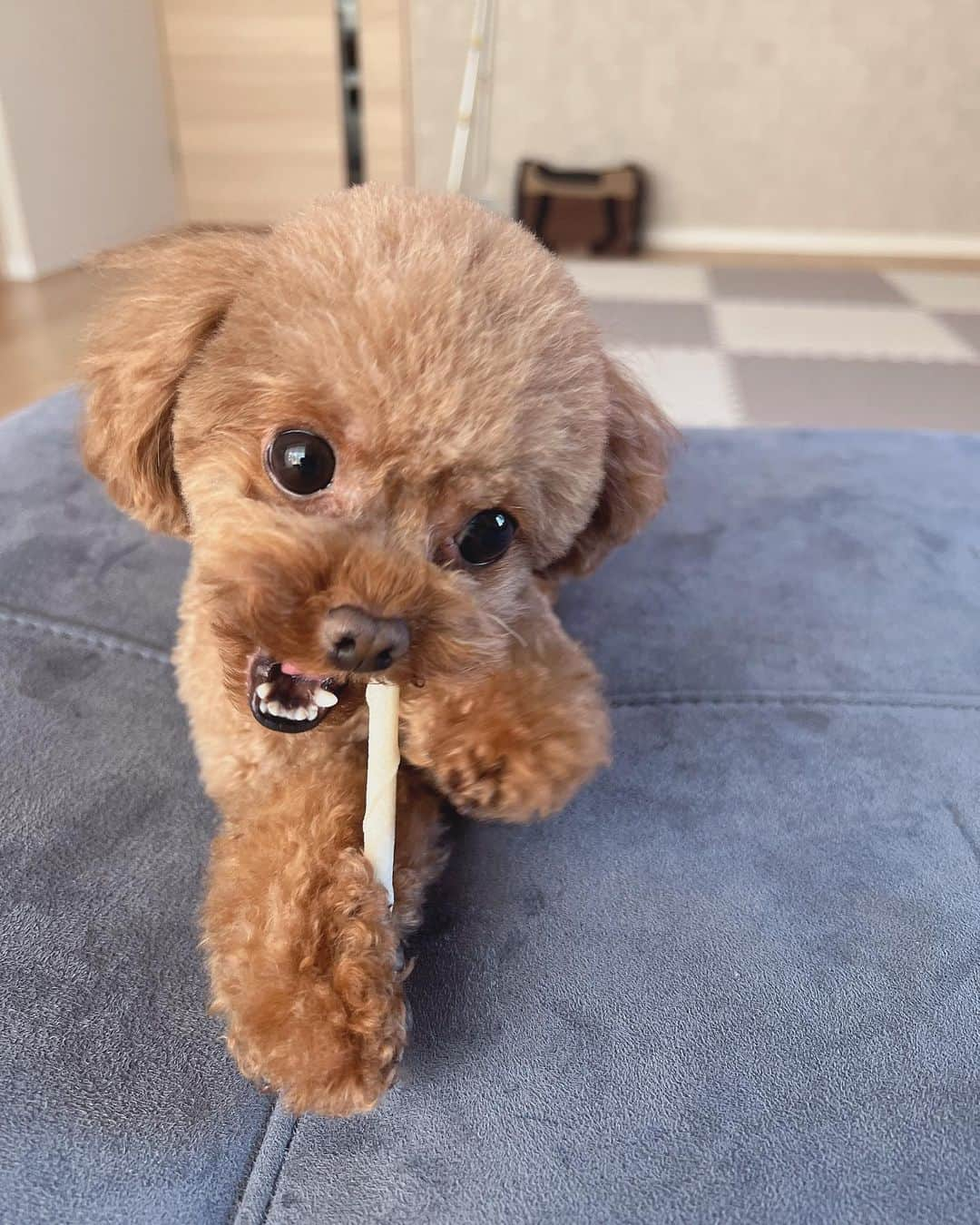 吉田沙保里さんのインスタグラム写真 - (吉田沙保里Instagram)「フワフワとボサボサのリリー🐶💕︎ どちらもたまらない…♥️ お目目がクリクリ👀  #愛犬 #リリー #トイプードル #女の子」12月6日 21時08分 - saori___yoshida