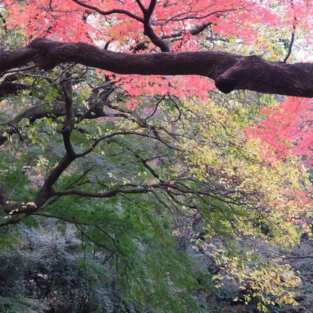 安奈淳さんのインスタグラム写真 - (安奈淳Instagram)「渋るマネージャーを誘いだし、紅葉を見に駆け込みで新宿御苑へ🙋  １枚目、さて私は何処にいるでしょう😌  枯葉が散る風景も好き❗️ 春には又新しい芽が出るんですね。 日本の四季は本当に美しい～🙆  #新宿御苑 #枯葉 #安奈淳」12月6日 21時21分 - annajun0729