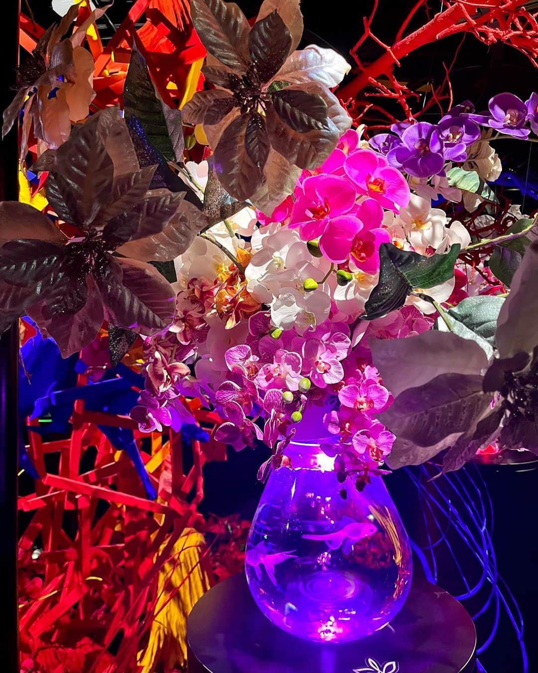 宮村ななこさんのインスタグラム写真 - (宮村ななこInstagram)「Art aquarium.  #art  #artaquarium  #flower  #flowers  #flowerstagram  #photo  #photography  #アートアクアリウム  #アートアクアリウム銀座」12月6日 22時37分 - miyamuchan_001