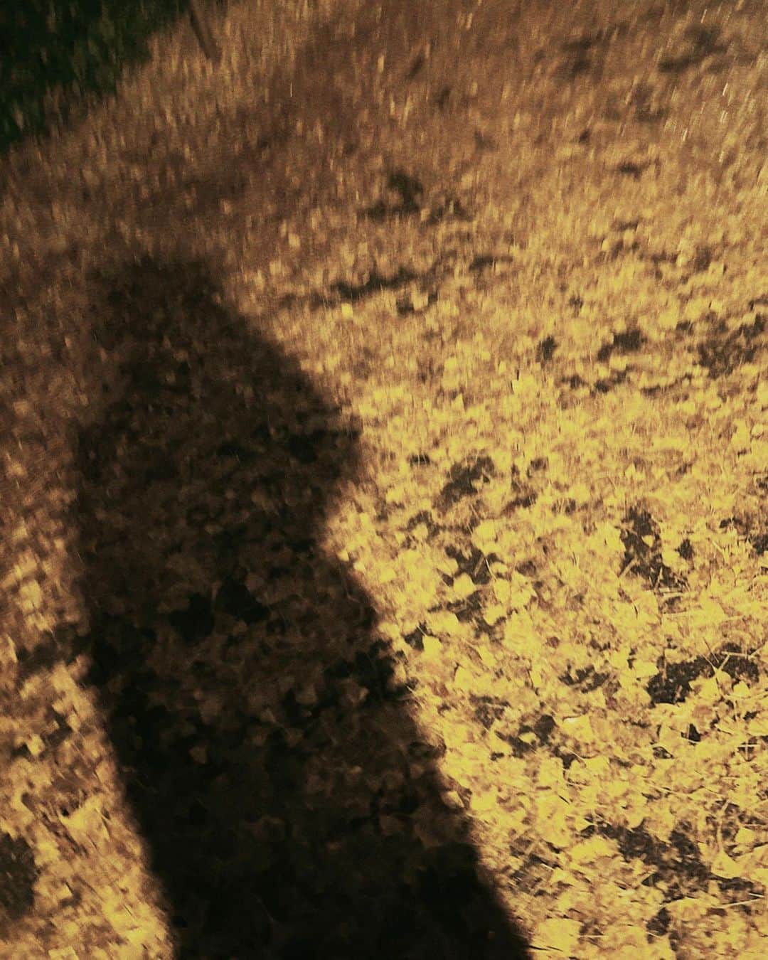 秋元真夏さんのインスタグラム写真 - (秋元真夏Instagram)「.  ひとりでお散歩すると データフォルダがいっぱいになる☺️📸」12月6日 23時26分 - manatsu.akimoto_official