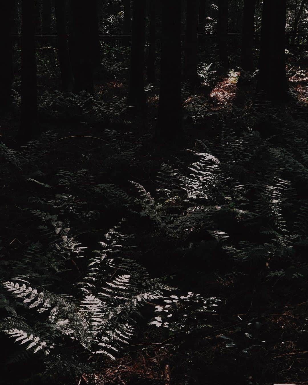 キム・ナヒさんのインスタグラム写真 - (キム・ナヒInstagram)「이렇게 아름다운 곳을 이제서야 와보다니..🌲」12月8日 19時19分 - knhs2