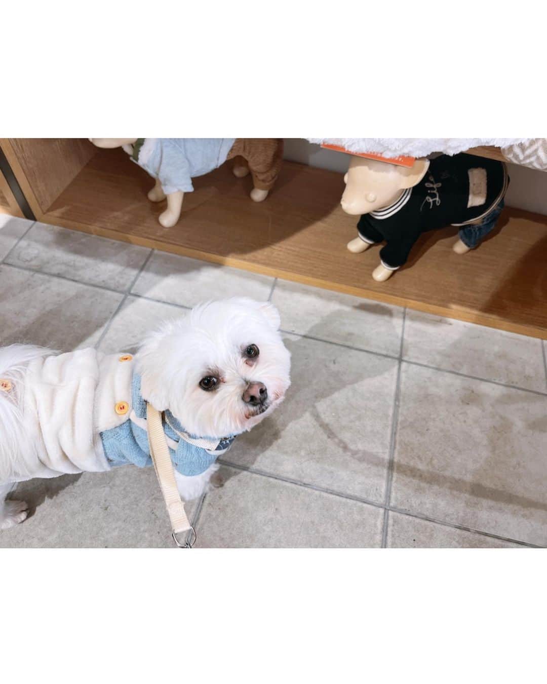 西澤由夏さんのインスタグラム写真 - (西澤由夏Instagram)「たまには わんちゃんとの写真🐶  ランチして🍴 わんちゃんへの クリスマスプレゼントを探しに ショッピング🐾 いくつか試着もして、 ニットのお洋服にしました🎁  慌ただしい日々の 最高の癒し☺️  #愛犬 #マルチーズ」12月10日 16時48分 - yknszw