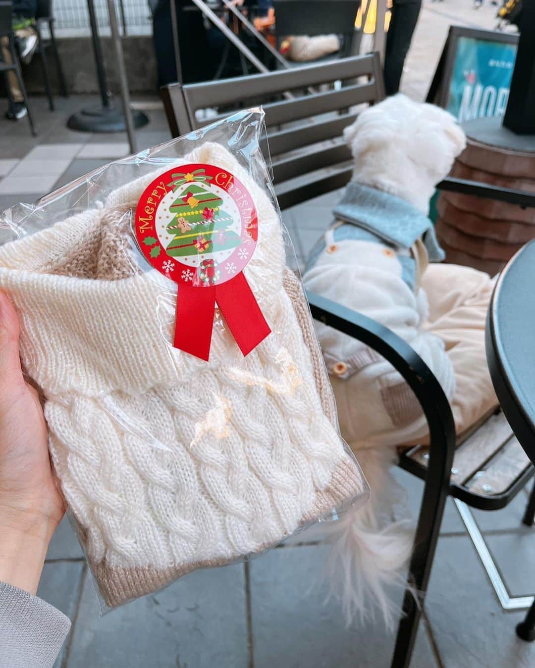 西澤由夏さんのインスタグラム写真 - (西澤由夏Instagram)「たまには わんちゃんとの写真🐶  ランチして🍴 わんちゃんへの クリスマスプレゼントを探しに ショッピング🐾 いくつか試着もして、 ニットのお洋服にしました🎁  慌ただしい日々の 最高の癒し☺️  #愛犬 #マルチーズ」12月10日 16時48分 - yknszw