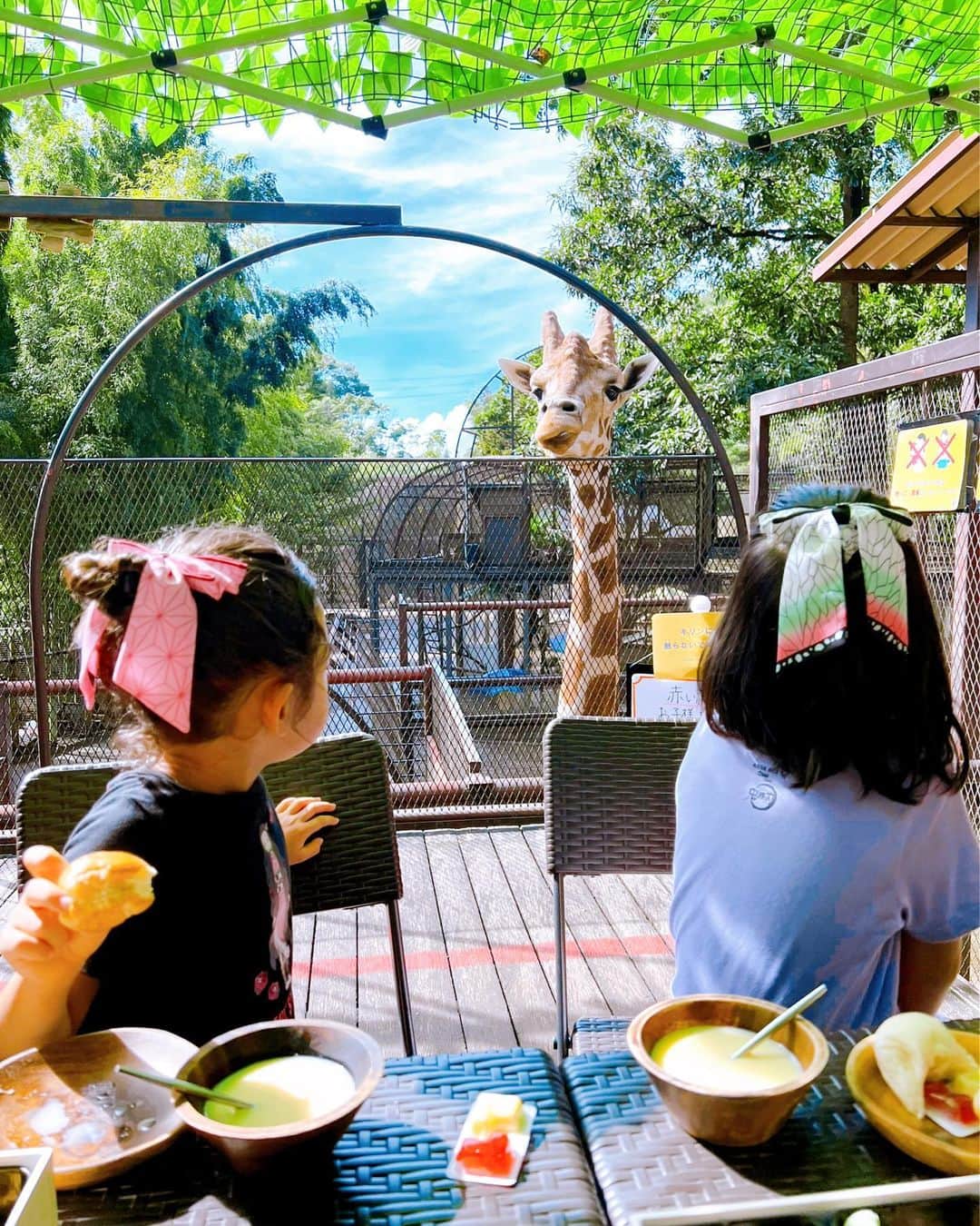 小沢真珠さんのインスタグラム写真 - (小沢真珠Instagram)「夏休みに家族で行ったグランピング。きりんと一緒に朝ごはん。可愛かった❤︎  娘たちのワンピース＆シュシュは『鬼滅の刃』×ANNA SUI miniのコラボ。わたしはMARNIのコートの中にユニクロとマルニのコラボで。  #グランピング #travel #きりん #nature  #夏の思い出 #2022」12月11日 8時09分 - maju_ozawa