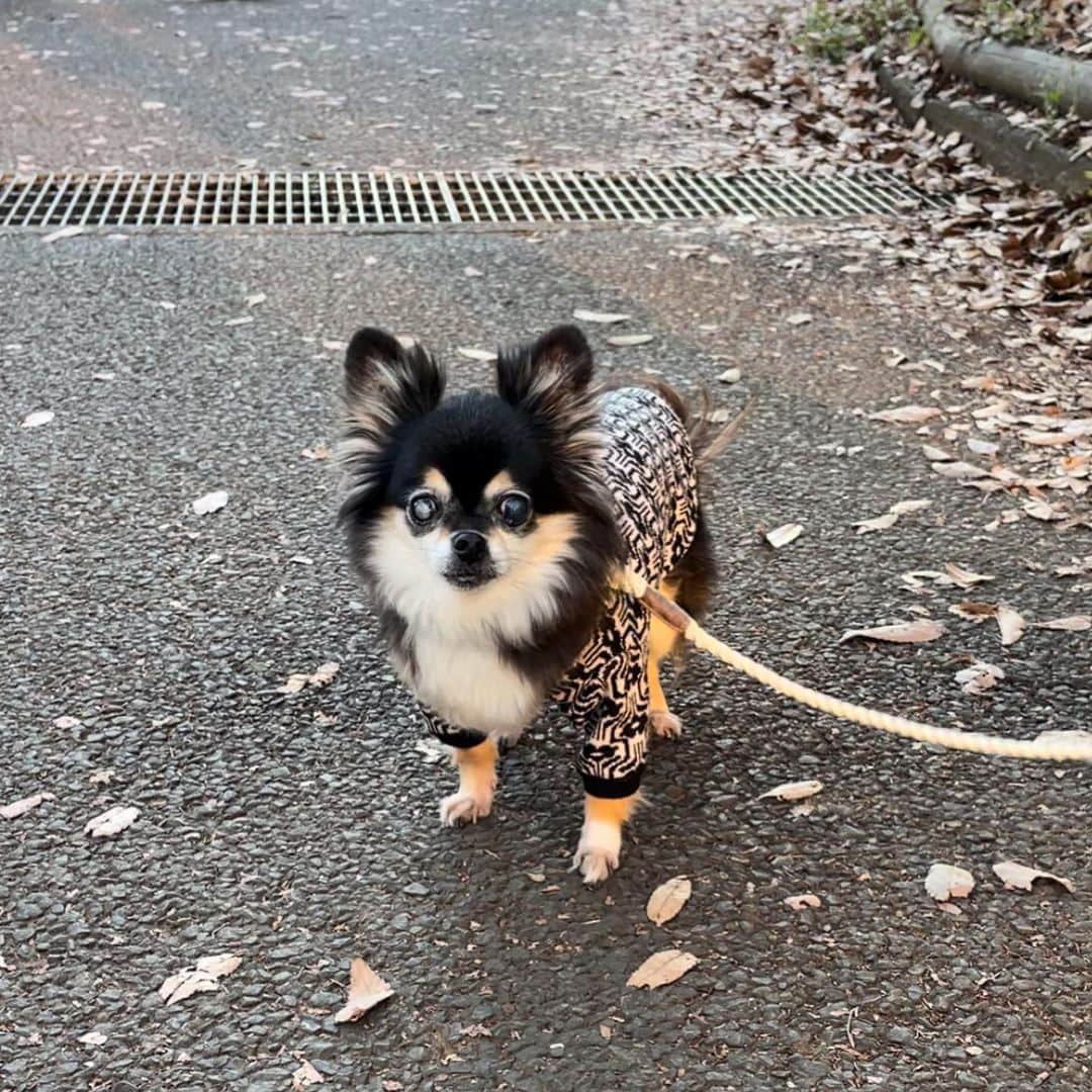 前田ゆうさんのインスタグラム写真 - (前田ゆうInstagram)「さむくなってきましたねー🐶✨🐕いろんなワンちゃんにこんにちわ！できたね^ ^ 公園はワンチャンや子どもたちがたくさんいるからかわいいかわいい😍♡で癒されまくりました😊 しかしたくさんあるいたね🐶 愛犬の写真をとるのに必死な飼い主の影をそえて😌」12月11日 11時57分 - yuu_maeda