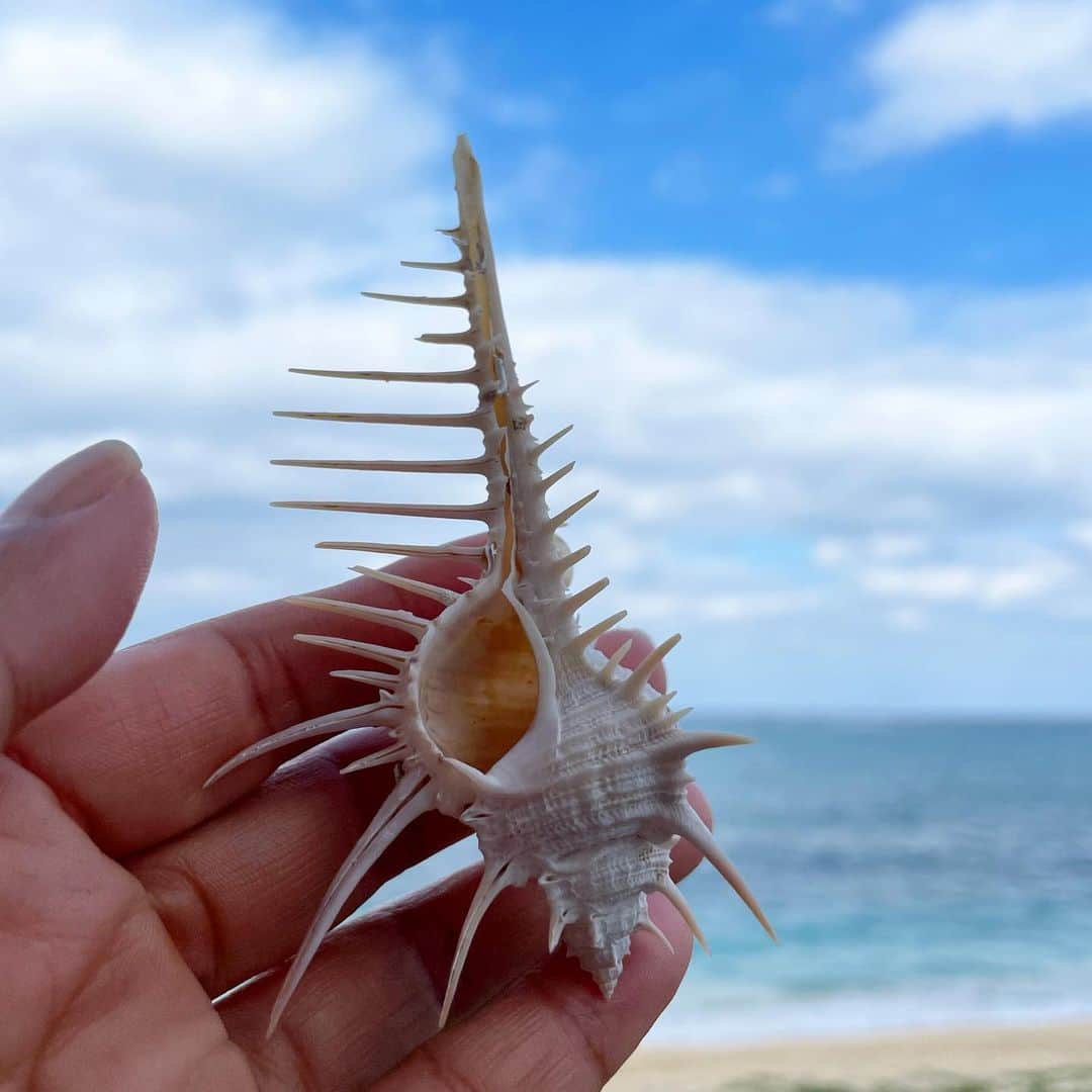 田中律子さんのインスタグラム写真 - (田中律子Instagram)「なんて綺麗な貝殻🐚なんでしょ🤍🤍🤍こんな形を作り出すなんて…キュン🤍  ホネガイか、アクキガイかどっちか🤔ホネガイはもっとトゲトゲがいっぱいあるかなー✨自然が作り出す形や色は素晴らしいね🤍  土曜日のトレランで←私はウォーク8.6キロだけなのに、まだふくらはぎが筋肉痛🤣家の階段昇り降りがキツいです😭  #okinawa #okinawalife  #beachlife  #savetheocean  #savethecoral  #海のある生活  #ホネガイ #アクキガイ  #どっちかなー  #筋肉痛」12月12日 20時35分 - ri2kotanaka