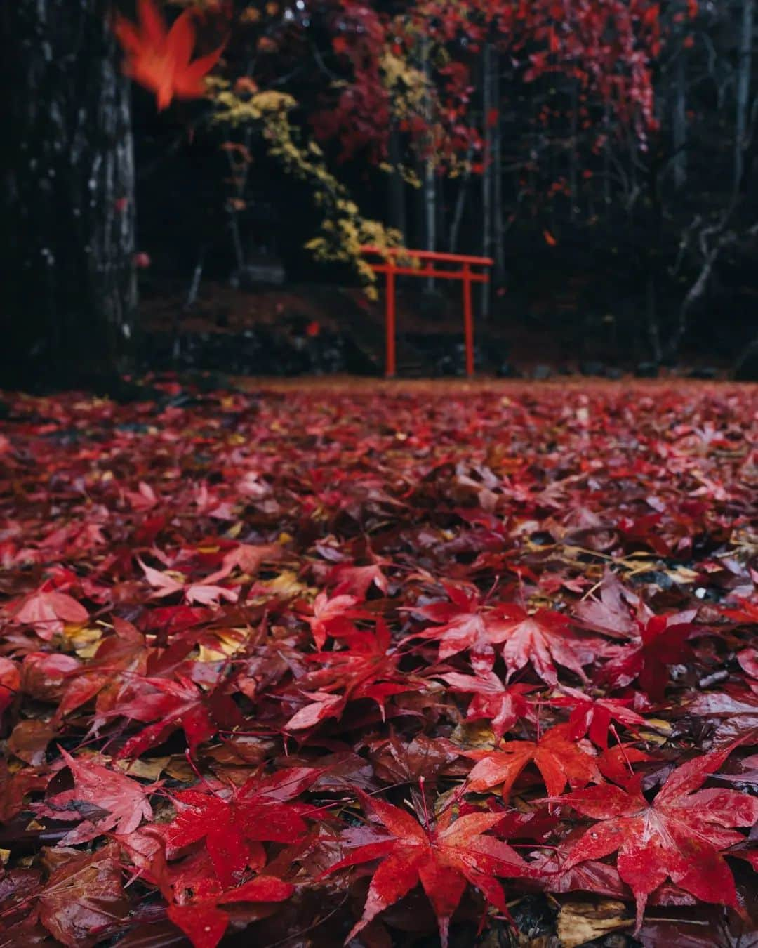 deepskyさんのインスタグラム写真 - (deepskyInstagram)「Authmn Leaves in Kyoto  . . #kyoto #authmn #kimono #京都 #秋 #紅葉 #着物 . . .  #awesomephotographers  #complexphotos  #sonyalpha  #beautifuldestinations #landscapephoto #landscapelovers #travel #roamearth #photography」12月12日 21時03分 - _deepsky