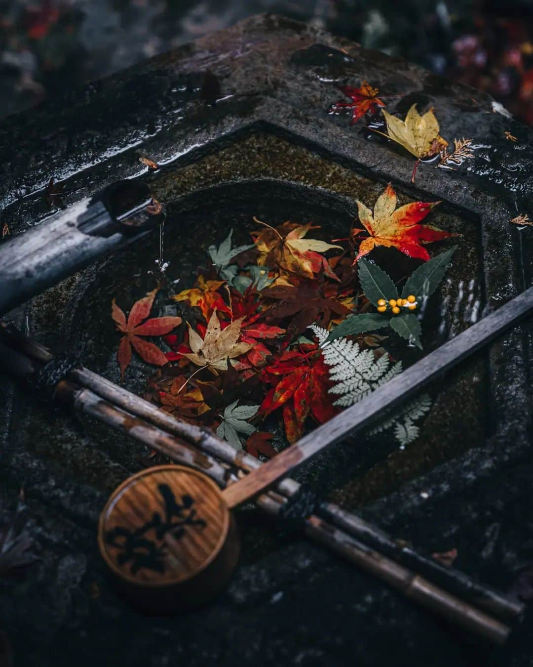 deepskyさんのインスタグラム写真 - (deepskyInstagram)「Authmn Leaves in Kyoto  . . #kyoto #authmn #kimono #京都 #秋 #紅葉 #着物 . . .  #awesomephotographers  #complexphotos  #sonyalpha  #beautifuldestinations #landscapephoto #landscapelovers #travel #roamearth #photography」12月12日 21時03分 - _deepsky