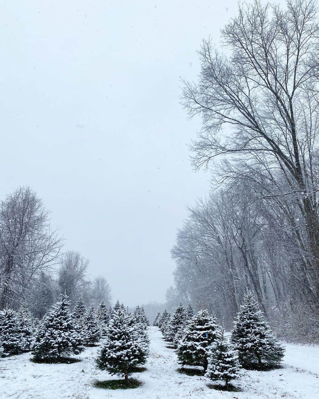 ベイカー恵利沙さんのインスタグラム写真 - (ベイカー恵利沙Instagram)「Christmas Tree Farm on a snowy day 🎄❄️❄️❄️ アップステートに引っ越してから毎年行っているクリスマスツリーファーム  今年も我が家のツリーを選んできた☃️ 雪のなか幻想的だったな 選ぶときも 帰ってからも もみの木の良い香り 今夜は飾り付けする✴︎  #christmastreefarm」12月12日 21時59分 - bakerelisa