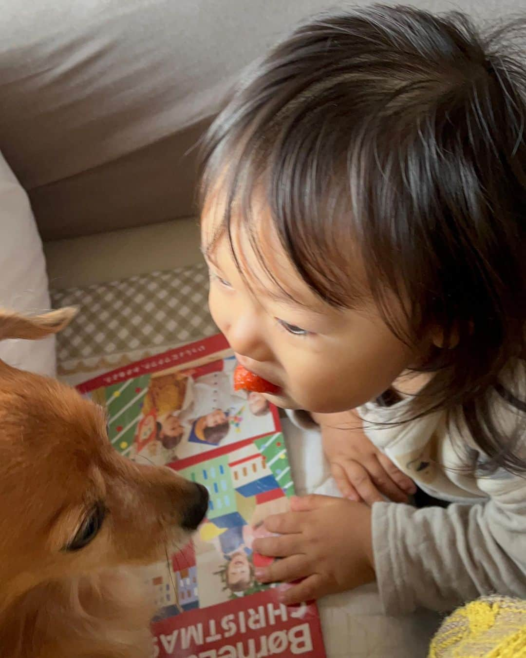 大石ほのかさんのインスタグラム写真 - (大石ほのかInstagram)「仲良く🍓  ここなさん🐶と距離を縮めたいらいさん👶怒られないようにっ 優しくお兄ちゃんしてる  でもらいさんにりなるべく近寄りたくないここなさん🐶 食べ物くれる時だけらいさんの所に行きます笑   この2人はきっとずっとこんな感じなんだろーな笑   #犬とベビーのくらし  #犬 #2歳 #男の子 #2歳男の子 #ママ #男の子ママ #子育て #子育て記録 #育児 #育児日記 #成長記録 #成長 #家族 #宝物 #天使 #かわいい #愛おしい #愛してる #funny #funnyvideos  #followforfollowback  #family #fashion  #fun  #love #lifestyle #photooftheday  #instagood  #pretty」12月13日 15時54分 - 3_11_d_honoka