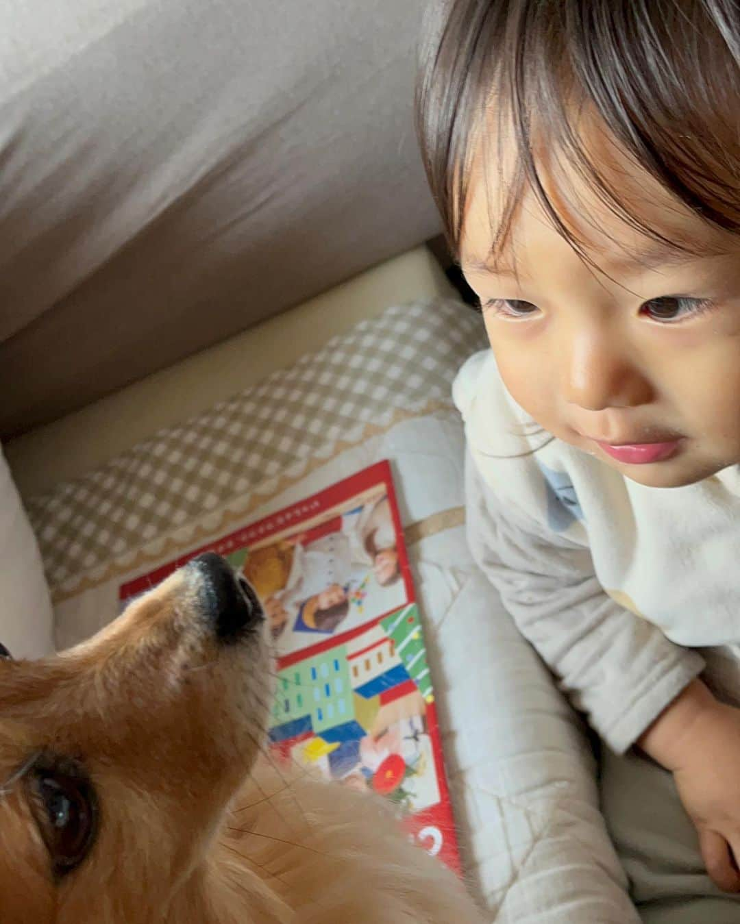 大石ほのかさんのインスタグラム写真 - (大石ほのかInstagram)「仲良く🍓  ここなさん🐶と距離を縮めたいらいさん👶怒られないようにっ 優しくお兄ちゃんしてる  でもらいさんにりなるべく近寄りたくないここなさん🐶 食べ物くれる時だけらいさんの所に行きます笑   この2人はきっとずっとこんな感じなんだろーな笑   #犬とベビーのくらし  #犬 #2歳 #男の子 #2歳男の子 #ママ #男の子ママ #子育て #子育て記録 #育児 #育児日記 #成長記録 #成長 #家族 #宝物 #天使 #かわいい #愛おしい #愛してる #funny #funnyvideos  #followforfollowback  #family #fashion  #fun  #love #lifestyle #photooftheday  #instagood  #pretty」12月13日 15時54分 - 3_11_d_honoka