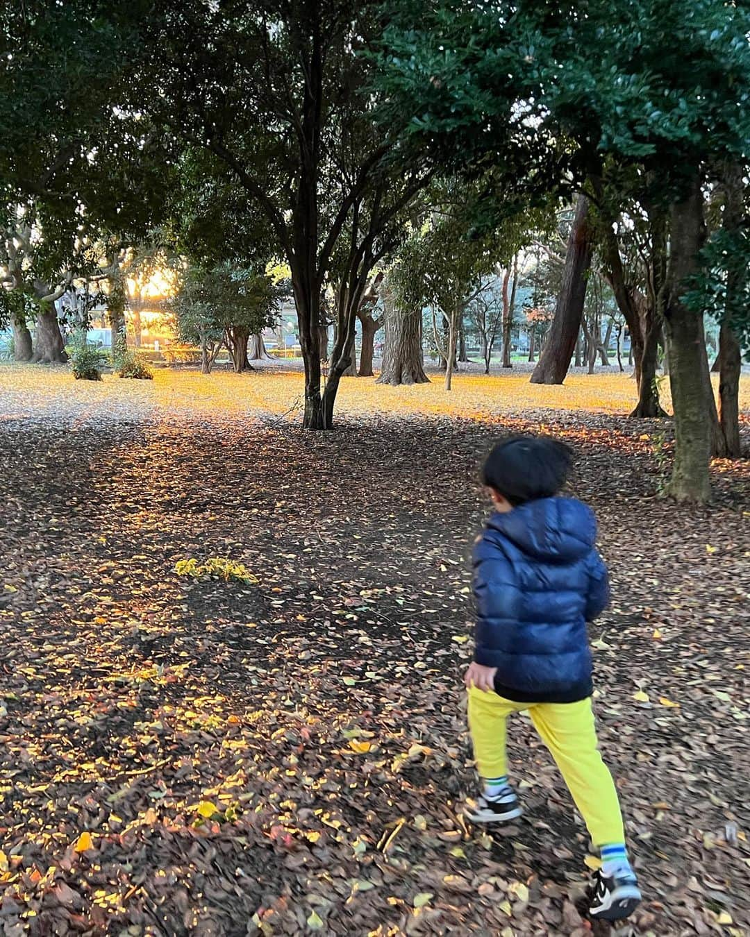 安田美沙子さんのインスタグラム写真 - (安田美沙子Instagram)「体操終わりに公園✨  最近、ふたりとお出かけできてなかったから、公園で走り回ってもらいたくて。  同時に私も自然の空気を吸いたかった✨  早速カマキリを捕まえたかあちゃん。逃げ惑う息子たち。 捕まえてって言ったやん。笑  兄弟でひいてるよね。  カマキリも、めっちゃ睨んでくるし😭  黄色の絨毯で遊んで帰宅。  ワンオペだから、私も余裕なく、 2人の喧嘩からの、次男の昼寝不足のぐずり、からの晩ごはん嫌いなものから食べる発言に、カチンときてしまった。  3人とも疲れてたんだな。 公園もいったし。 もうお風呂諦めてベッドです。  ニコニコ公園からの、大げんか。  明日はどうか、どうか、リセットされますように！！  #カマキリ #ありがとう #冬 #公園 #brothers #mens #mama #散歩 #久々のふたり」12月14日 19時35分 - yasuda_misako