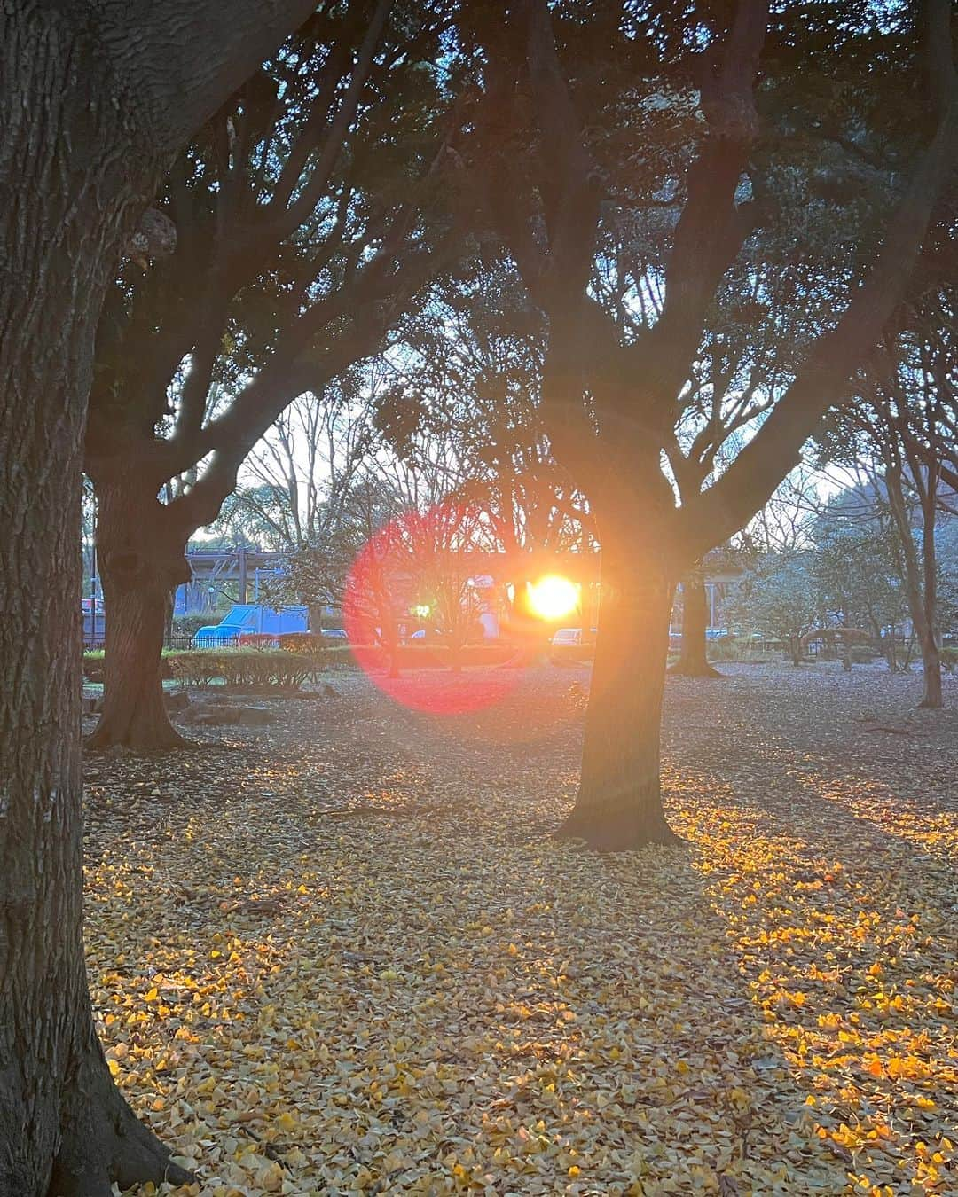 安田美沙子さんのインスタグラム写真 - (安田美沙子Instagram)「体操終わりに公園✨  最近、ふたりとお出かけできてなかったから、公園で走り回ってもらいたくて。  同時に私も自然の空気を吸いたかった✨  早速カマキリを捕まえたかあちゃん。逃げ惑う息子たち。 捕まえてって言ったやん。笑  兄弟でひいてるよね。  カマキリも、めっちゃ睨んでくるし😭  黄色の絨毯で遊んで帰宅。  ワンオペだから、私も余裕なく、 2人の喧嘩からの、次男の昼寝不足のぐずり、からの晩ごはん嫌いなものから食べる発言に、カチンときてしまった。  3人とも疲れてたんだな。 公園もいったし。 もうお風呂諦めてベッドです。  ニコニコ公園からの、大げんか。  明日はどうか、どうか、リセットされますように！！  #カマキリ #ありがとう #冬 #公園 #brothers #mens #mama #散歩 #久々のふたり」12月14日 19時35分 - yasuda_misako