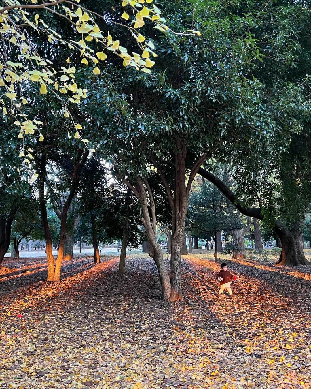 安田美沙子さんのインスタグラム写真 - (安田美沙子Instagram)「体操終わりに公園✨  最近、ふたりとお出かけできてなかったから、公園で走り回ってもらいたくて。  同時に私も自然の空気を吸いたかった✨  早速カマキリを捕まえたかあちゃん。逃げ惑う息子たち。 捕まえてって言ったやん。笑  兄弟でひいてるよね。  カマキリも、めっちゃ睨んでくるし😭  黄色の絨毯で遊んで帰宅。  ワンオペだから、私も余裕なく、 2人の喧嘩からの、次男の昼寝不足のぐずり、からの晩ごはん嫌いなものから食べる発言に、カチンときてしまった。  3人とも疲れてたんだな。 公園もいったし。 もうお風呂諦めてベッドです。  ニコニコ公園からの、大げんか。  明日はどうか、どうか、リセットされますように！！  #カマキリ #ありがとう #冬 #公園 #brothers #mens #mama #散歩 #久々のふたり」12月14日 19時35分 - yasuda_misako