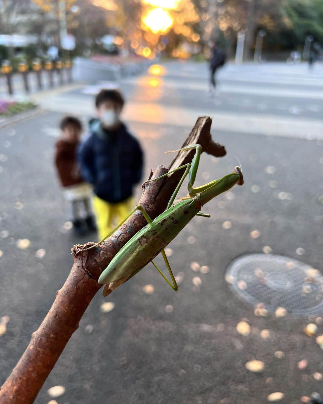 安田美沙子さんのインスタグラム写真 - (安田美沙子Instagram)「体操終わりに公園✨  最近、ふたりとお出かけできてなかったから、公園で走り回ってもらいたくて。  同時に私も自然の空気を吸いたかった✨  早速カマキリを捕まえたかあちゃん。逃げ惑う息子たち。 捕まえてって言ったやん。笑  兄弟でひいてるよね。  カマキリも、めっちゃ睨んでくるし😭  黄色の絨毯で遊んで帰宅。  ワンオペだから、私も余裕なく、 2人の喧嘩からの、次男の昼寝不足のぐずり、からの晩ごはん嫌いなものから食べる発言に、カチンときてしまった。  3人とも疲れてたんだな。 公園もいったし。 もうお風呂諦めてベッドです。  ニコニコ公園からの、大げんか。  明日はどうか、どうか、リセットされますように！！  #カマキリ #ありがとう #冬 #公園 #brothers #mens #mama #散歩 #久々のふたり」12月14日 19時35分 - yasuda_misako