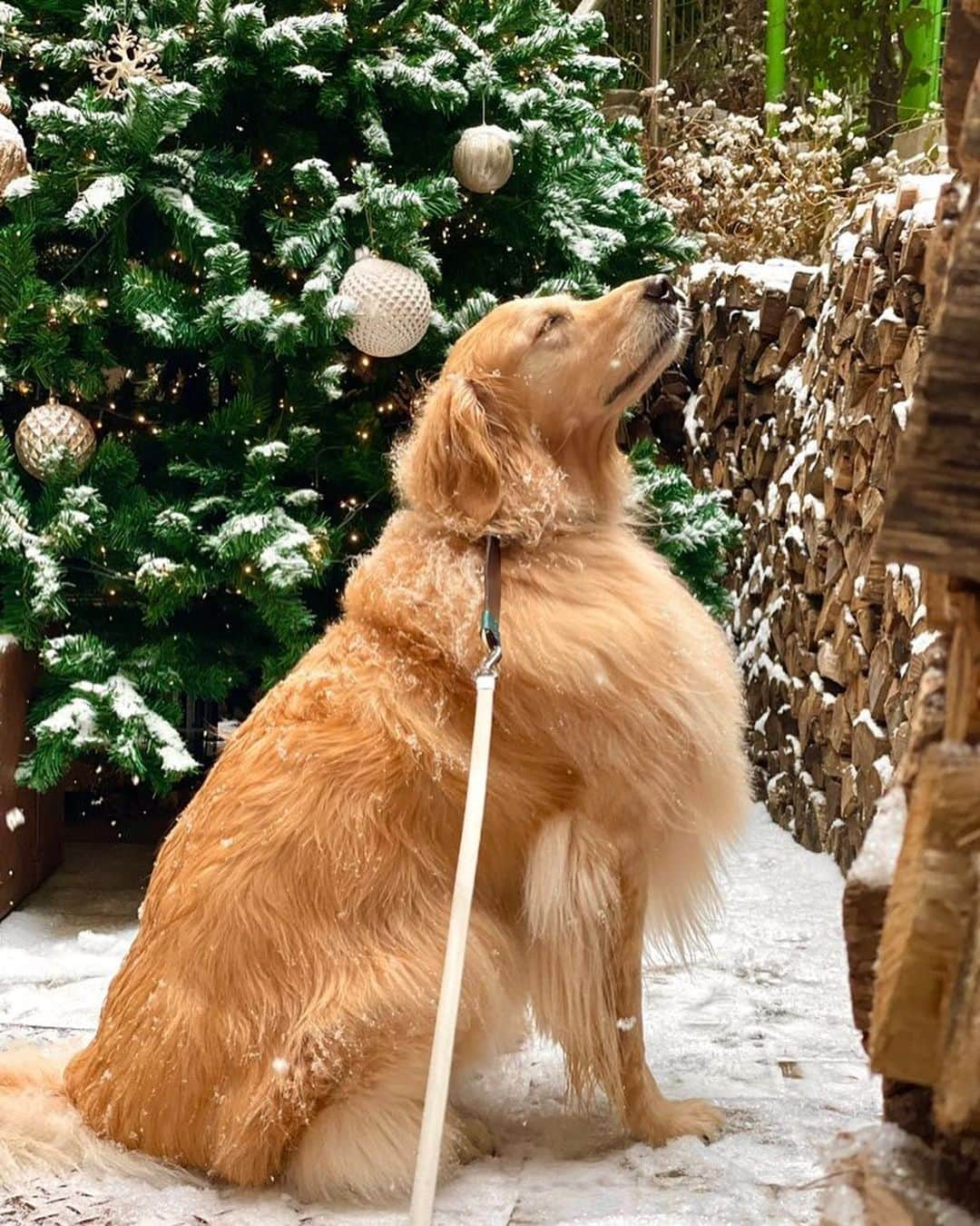 イ・ジョンシンさんのインスタグラム写真 - (イ・ジョンシンInstagram)「세상에서 가장 이쁜 우리아들 건강하자❤️#christmas #goldenretriever」12月15日 17時37分 - leejungshin91