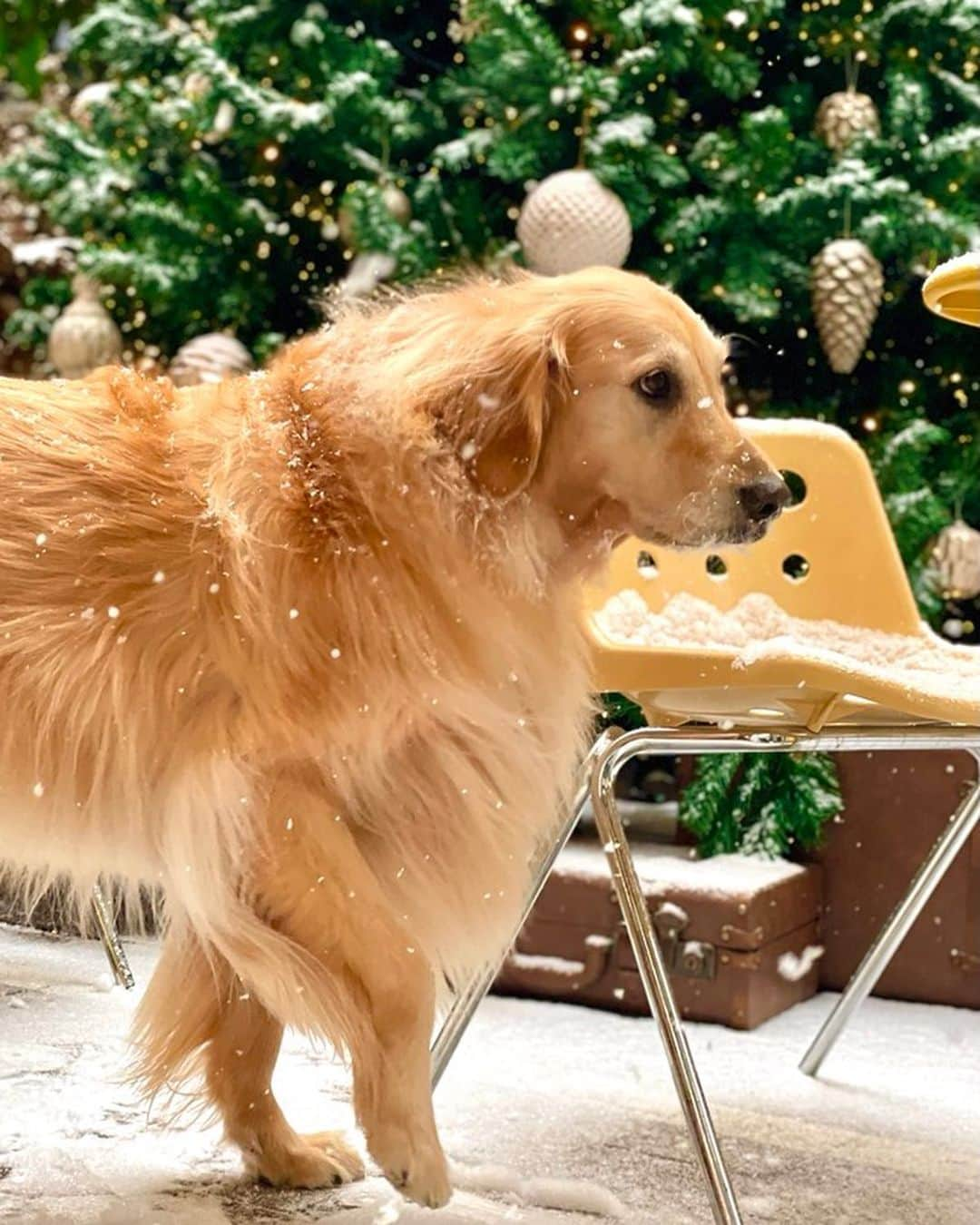 イ・ジョンシンさんのインスタグラム写真 - (イ・ジョンシンInstagram)「세상에서 가장 이쁜 우리아들 건강하자❤️#christmas #goldenretriever」12月15日 17時37分 - leejungshin91