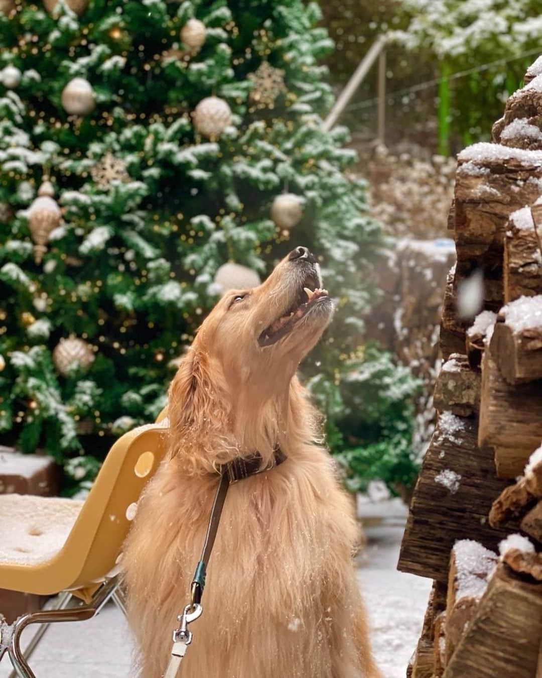 イ・ジョンシンさんのインスタグラム写真 - (イ・ジョンシンInstagram)「세상에서 가장 이쁜 우리아들 건강하자❤️#christmas #goldenretriever」12月15日 17時37分 - leejungshin91