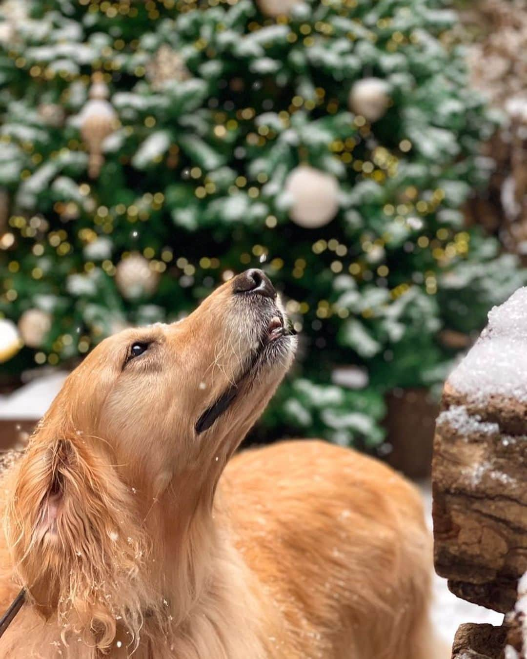 イ・ジョンシンさんのインスタグラム写真 - (イ・ジョンシンInstagram)「세상에서 가장 이쁜 우리아들 건강하자❤️#christmas #goldenretriever」12月15日 17時37分 - leejungshin91