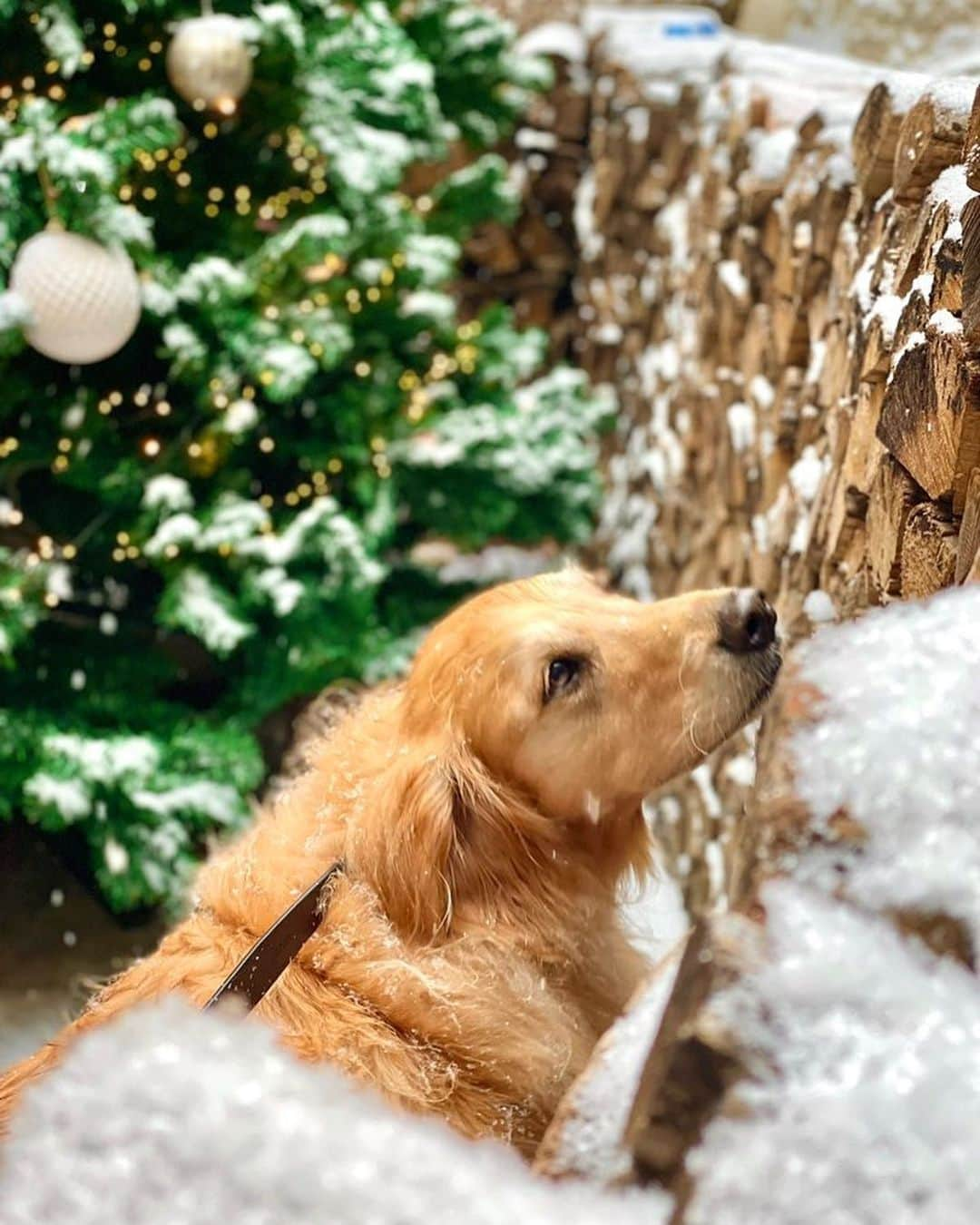 イ・ジョンシンさんのインスタグラム写真 - (イ・ジョンシンInstagram)「세상에서 가장 이쁜 우리아들 건강하자❤️#christmas #goldenretriever」12月15日 17時37分 - leejungshin91