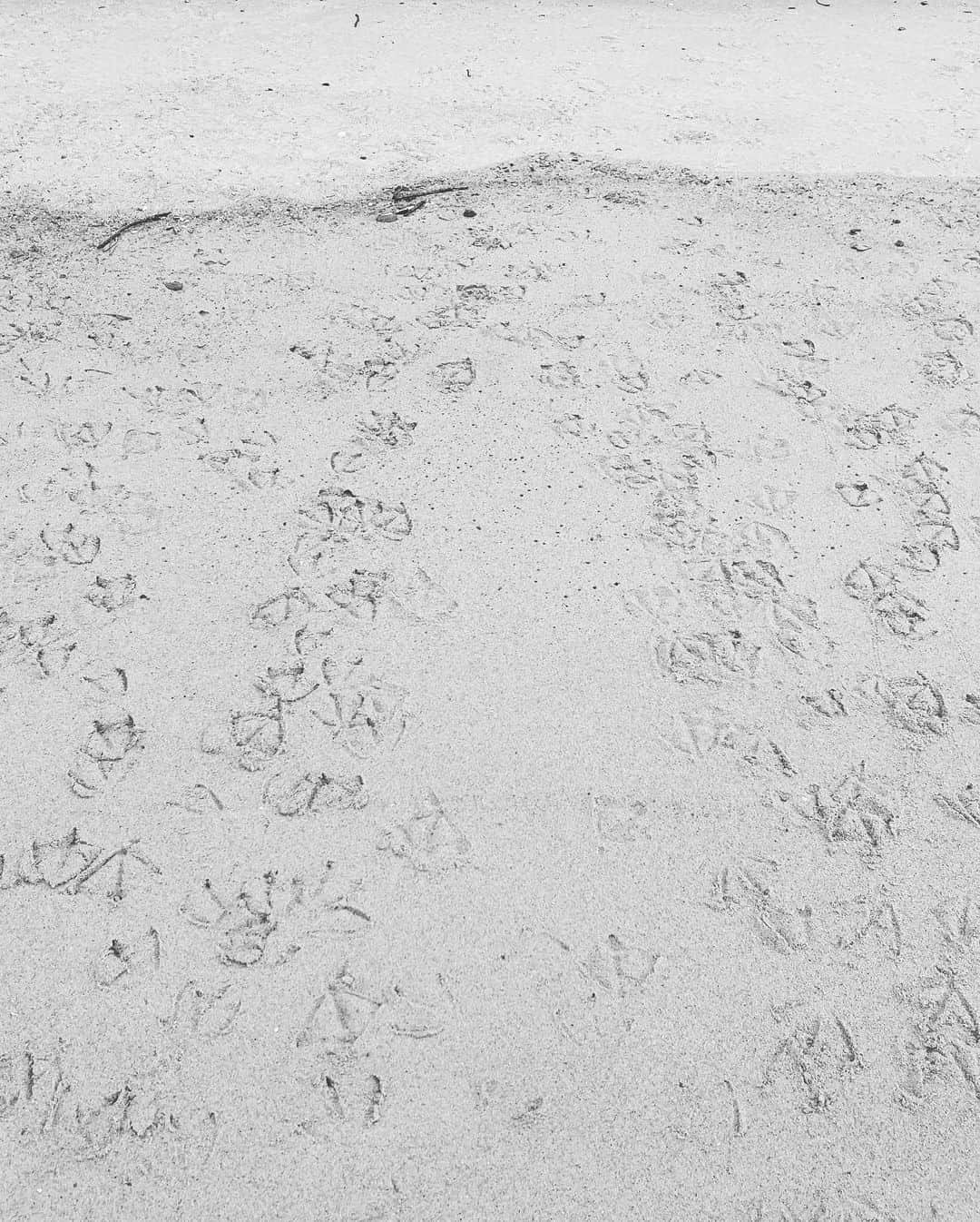山本美月さんのインスタグラム写真 - (山本美月Instagram)「- ̗̀☾⋆ ̖́-  あら。  あらあらあら。  カモたちが海に入って行った形跡あり。  可愛い…」12月15日 19時15分 - mizuki_yamamoto_official