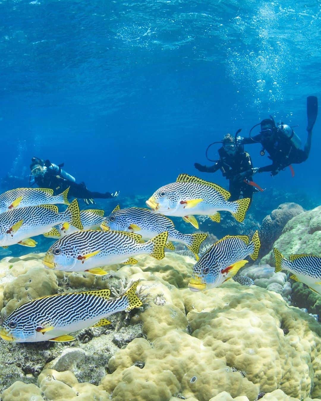 木村理恵さんのインスタグラム写真 - (木村理恵Instagram)「🐠Great Barrier Reef🪸🫧  What a Wonderful World🐠💓  世界遺産でもあるグレートバリアリーフで ダイビング🤿してきたよ🚢💙 @divers_den   ダイビングは昔一回陸上から入った経験あったんだけど、全く忘れてたから船からだし初体験🫧みたいな感じで入る前は緊張してたょ🥹🤿  日本人のスタッフ、ジミーさん(あだ名)に予め沢山教えて頂いて、しっかりサポートしてもらいながら海🌊に入ったよ❣️  ずっとついててくれてめちゃ安心😮‍💨 あーちゃんはダイビング慣れてるから スイスイ🧜🏼‍♀️泳いでたよ🥹✨すご🫶  海の中はやばい😍‼️最高‼️ 珊瑚礁🪸もラングドシャクッキーみたいな珊瑚があったり、🦈サメちゃんも居たり(すぐどっか行っちゃった🥲) ニモちゃんとか、大群の動かないお魚とか居て、テンションぶちあげ‼️ダイビング🤿ずっと怖がってたけど、 凄すぎてハマる気持ちが分かったよ💓  ジミーさんが色々引っ張ってくれるから 私は浮いてただけ(それでも必死🤣)だったんだけど、次は1人で動き回れるようになってみたいな🫰  本当にまじで来てよかった‼️‼️‼️‼️ あーちゃん本当ありがとう❤️  そしてダイビングでお世話になった　@divers_den 🦈✨ありがとうございました💙 日本人スタッフの方達が居たから本当に心強かった‼️是非グレートバリアリーフ🐠行きたかったら船も大きくて過ごしやすいしお勧めです❣️  死ぬまでに一回は是非行ってみて🐠❤️  📸by @jackfukushima  カメラマンはナオトさんが撮ってくれたよ✨ありがとうございます✨‼️  #オーストラリア #オーストラリア旅行  #greatbarrierreef #diving #divingphoto  #diversden  #ダイビング #グレートバリアリーフ  #グレートバリアリーフダイビング  #ダイビング女子 #世界遺産 #australia #cairns#cairnsaustralia #cairns#ケアンズ旅行#ケアンズ #ケアンズ大好き#ケアンズ女子旅  #australiagram #japanesgirl #女子旅 #女子旅行#海外旅行」12月16日 17時10分 - rierienari1229