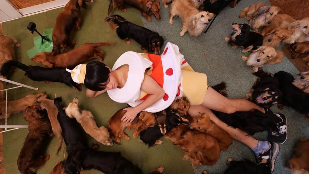 すしらーめん《りく》さんのインスタグラム写真 - (すしらーめん《りく》Instagram)「大好きなベリーベリーロングドック集団にチヤホヤされて幸せの極みでした。皆んなの激しい体温でポカポカになったw #犬 #ダックス #香水 #バニラエッセンスマン」12月16日 20時46分 - sushi_riku