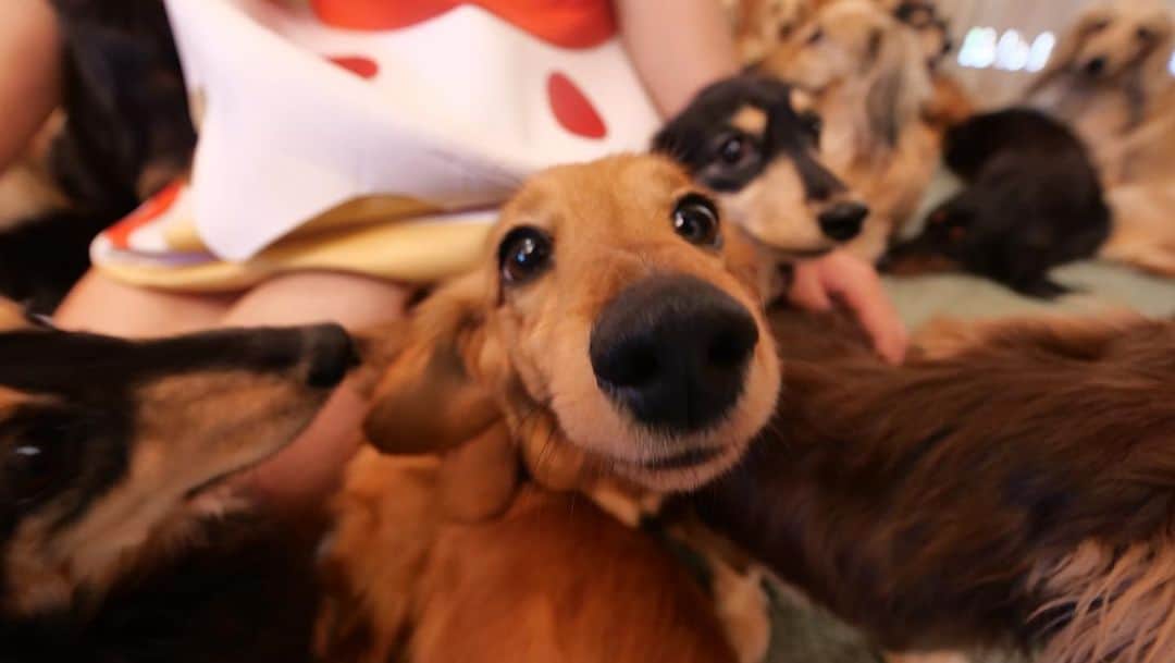 すしらーめん《りく》さんのインスタグラム写真 - (すしらーめん《りく》Instagram)「大好きなベリーベリーロングドック集団にチヤホヤされて幸せの極みでした。皆んなの激しい体温でポカポカになったw #犬 #ダックス #香水 #バニラエッセンスマン」12月16日 20時46分 - sushi_riku