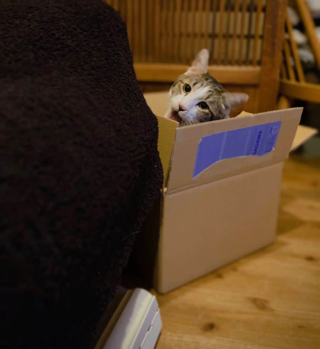 野村真季さんのインスタグラム写真 - (野村真季Instagram)「ふぁぁ… 私もつられてあくびしちゃう。  しん、と冷えてきました。 皆さま、暖かくしてお過ごしください。  #プラトン #雑種猫 #11歳 #7キロ #猫のいる暮らし」12月17日 16時15分 - masaki__nomura