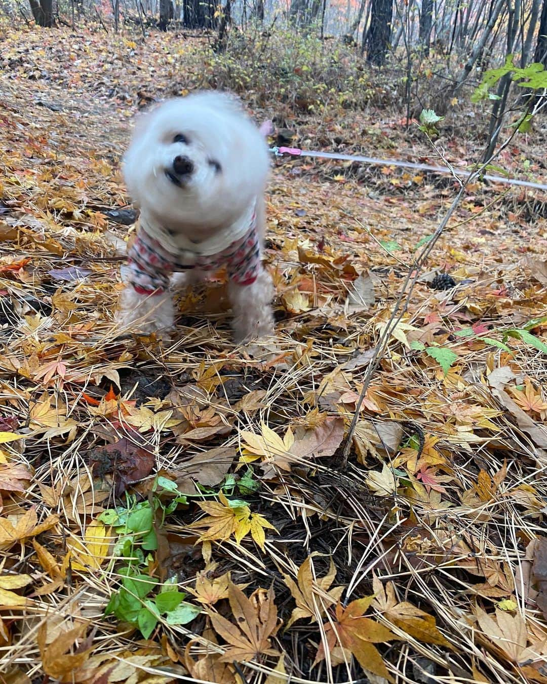 ハン・スンヨンさんのインスタグラム写真 - (ハン・スンヨンInstagram)「늦가을의 어느 산책.  깻다가 다시 살풋 잠들었는데 꿈에서 애기 모습을 한 푸리가 신나게 놀고있었다. 이름부르니까 예쁜 표정으로 토끼처럼 뛰어오는 푸리가 너무 오랜만이어서..  자꾸만 커지는 욕심, 미안함. 이번 겨울도 힘내자!」12月19日 11時05分 - thesy88