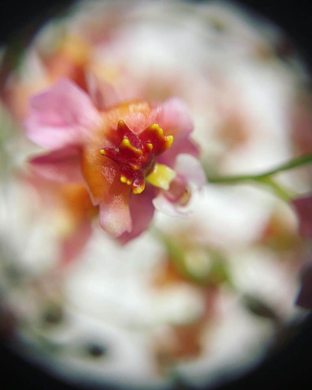 山本美月さんのインスタグラム写真 - (山本美月Instagram)「☾·̩͙⋆  この間の、 趣味の園芸にて マクロレンズで撮影した植物たち。  と、ニット。  たまには視点を変えてみると、 世界には美しい物がたくさんあるのだと気付かされますね…   #趣味の園芸」12月19日 17時21分 - mizuki_yamamoto_official