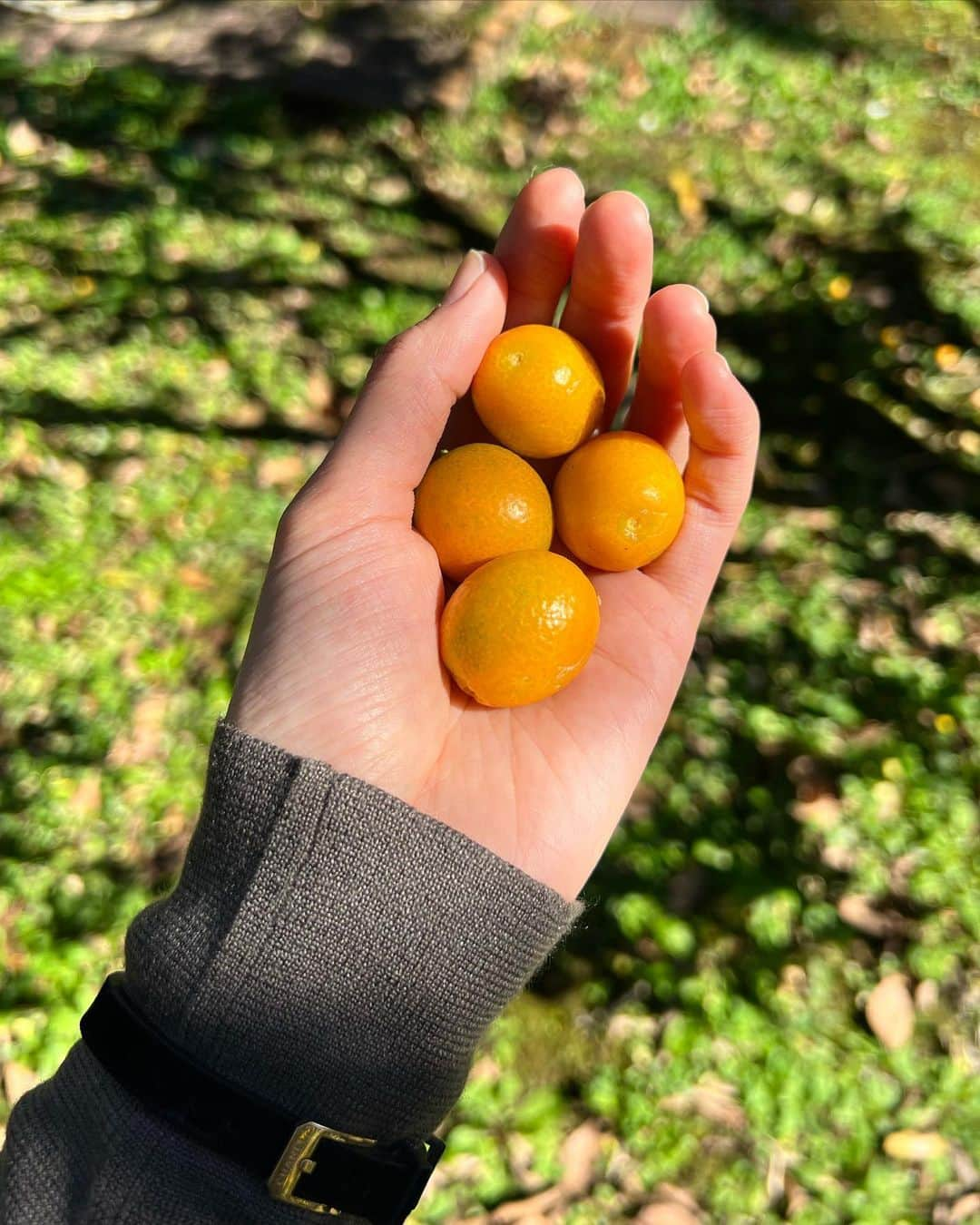 矢野未希子さんのインスタグラム写真 - (矢野未希子Instagram)「新しいお家のお庭には レモンや柚、キンカンがたわわになっていて、 まぁるい黄色が🍋✨ キンカンをその場でいただいたら 甘くって美味しい🤗」12月21日 12時16分 - mikko1104