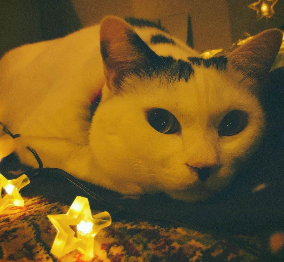 佐藤乃莉さんのインスタグラム写真 - (佐藤乃莉Instagram)「ん？眩しく無いの？😅  ⭐️🎄⭐️🎄⭐️🎄⭐️🎄⭐️  キラキラをそっと遠くに置き直した佐藤です。  #love#family#cat#おすし#イルミネーション」12月21日 16時16分 - nori_sato_
