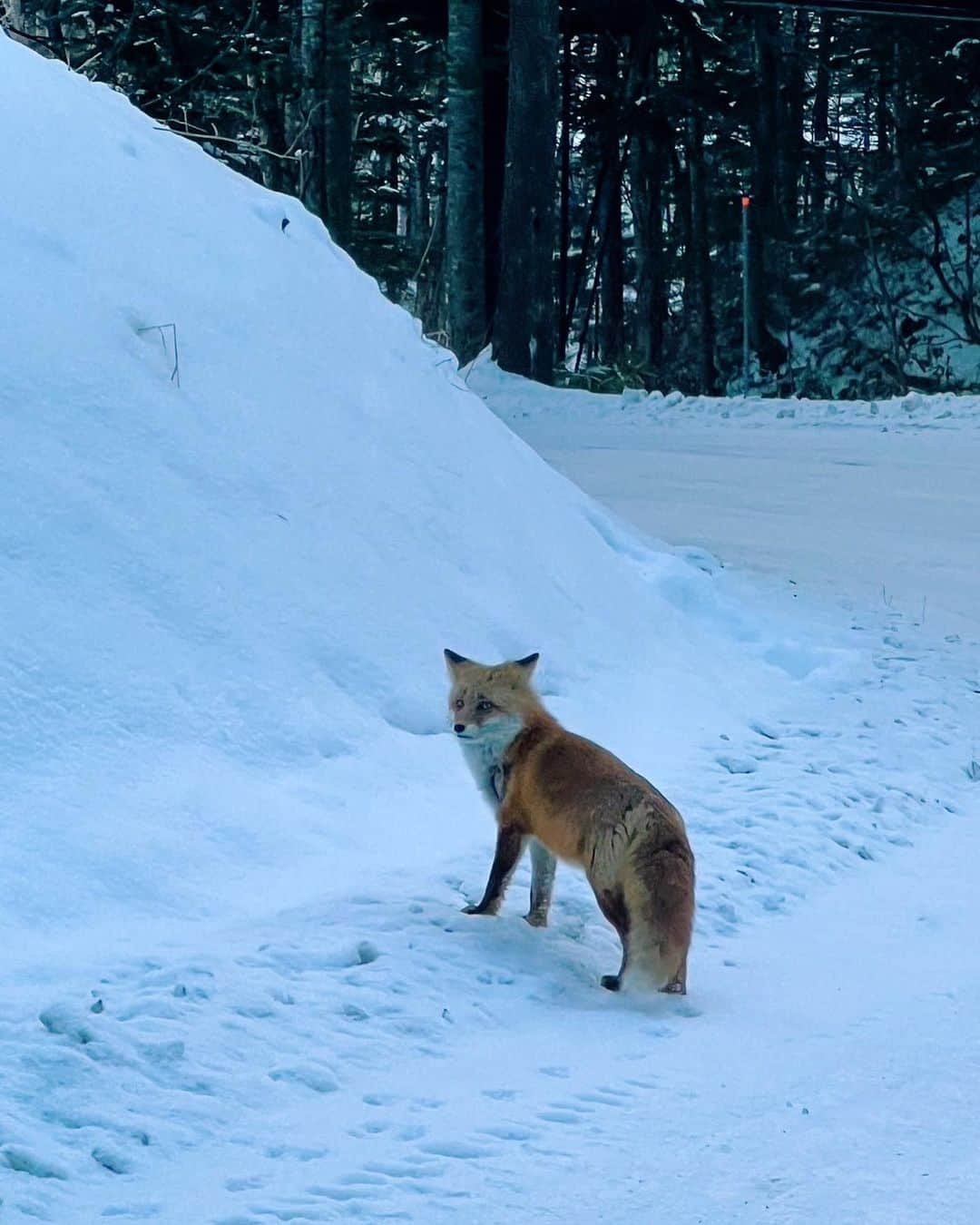 野中生萌さんのインスタグラム写真 - (野中生萌Instagram)「#tb HOKKAIDO 🤍🐻‍❄️ めっちゃでっかかったどう」12月21日 21時39分 - nonaka_miho