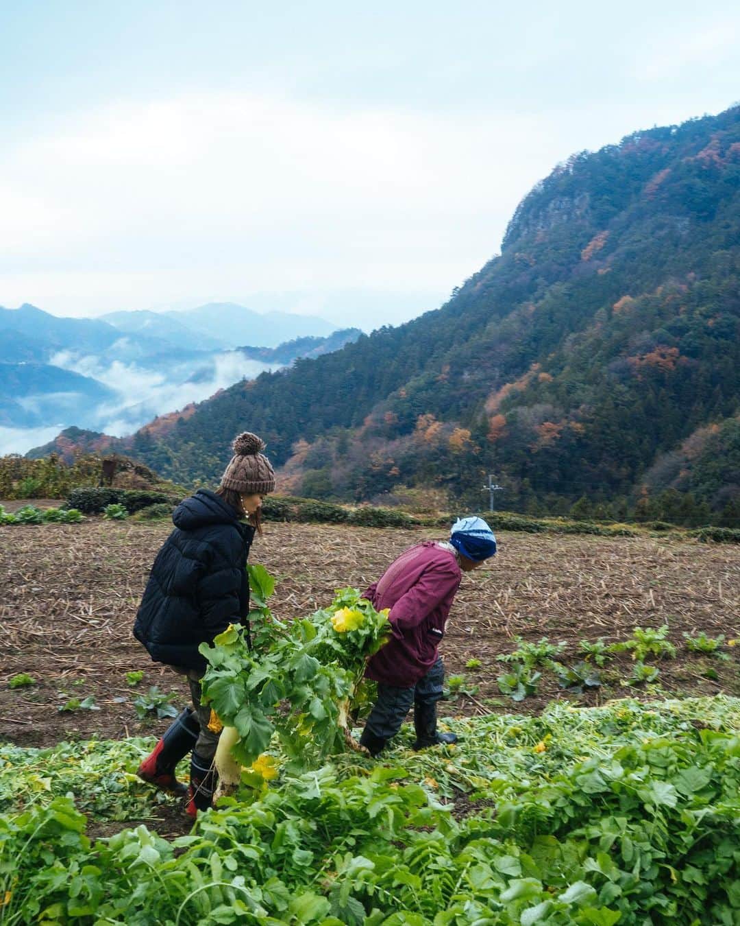 坂元美香さんのインスタグラム写真 - (坂元美香Instagram)「にし阿波の旅  日本一の田舎でほんもの田舎体験してきました😆  今回は、にし阿波の観光地域づくりや 体験型教育旅行などの コミュニケーションツーリズムに尽力されている そらの郷 @soranosato.yamazatomonogatari  の撮影でにし阿波を訪れました。  『にし阿波』とは、徳島県の西部に位置する 美馬市、三好市、つるぎ町、みよし町の 2市2町からなるエリア。  雄大な自然だけでなく、歴史、伝統、食文化など、 にし阿波ならではの魅力がぎゅっと詰まった場所。  まず最初に訪れたのは 代々皇室に雑穀を献上されている 磯貝農園さん @isogainouen   行ってびっくり！坂道びっくり！ 車から降りて更にびっくり！  すんごい険しい急斜面に住居があって 転がり落ちそうなすんごい傾斜面で 農業をされているというびっくりな暮らし！  これぞ、世界農業遺産にも認定されている にし阿波の傾斜地農耕システム！！  千年の昔から自然と共生し 資源循環型の「山の暮らし」が 営々と受け継がれています。  写真でわかる通り 収穫しているその後ろは急斜面！ ひっくり返ったら下までゴロゴロ系🌀 そんな急斜面でお野菜から雑穀お茶まで 少量多種目で生産されています。  磯貝さん宅のお庭に干してある大根や芋、 柿を見て心を躍らせ、 これから始まるモニターツアーにわくわく するのでした！  仕事ですが初めて訪れた『にし阿波』で 体験したことを私目線ですが投稿とリールで 発信したいと思います☺️  どうぞお付き合いいただけると嬉しいです😊  つづく…  @soranosato.yamazatomonogatari  @sora.sato.nisi.awa  @nishiawa_giahs  @isogainouen  #徳島県 #徳島 #にし阿波 #つるぎ町 #磯貝農園 #世界農業遺産 #傾斜地農耕システム  #そらの郷 #そらの郷山里物語 #農林水産省 #日本一の田舎 #千年のかくれんぼ #坂元にし阿波の旅」12月22日 17時39分 - mika_saka