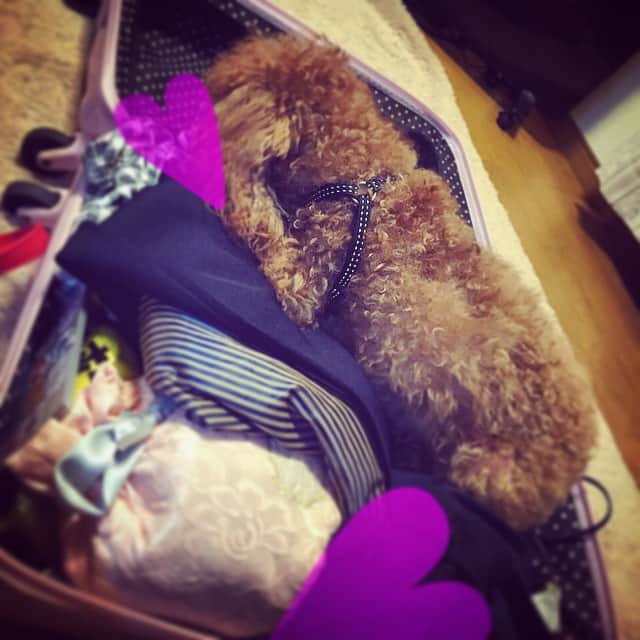 楠みゆうのインスタグラム：「邪魔してくる(´･_･`)」