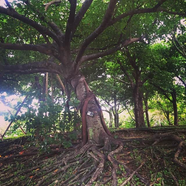 植田有紀子のインスタグラム：「大地に力強く根付く木に 力をもらった気がした瞬間 @首里城」
