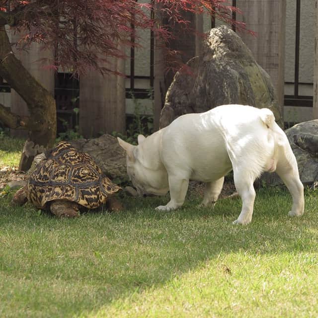 父べえさんのインスタグラム写真 - (父べえInstagram)「久々の尻！  #おしり祭 #frenchbulldog #フレンチブルドッグ #turtle #ヒョウモンリクガメ」5月4日 20時33分 - fukubee