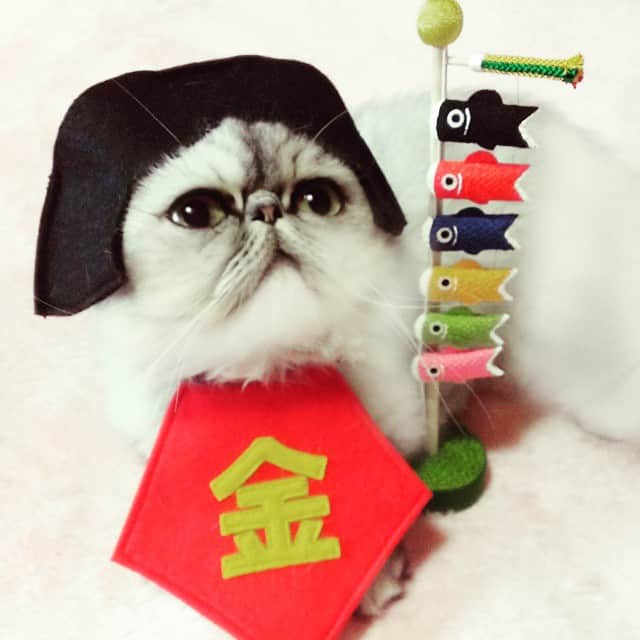 ♡マム♡のインスタグラム：「. . ――――Boy's festival ―――― . . Today's Larme transforming into kintaro . . . 今日は端午の節句。 . ヨコらるがこれからもすくすく育ってくれますように…☆ (育ち過ぎならるむが金太郎役ですw) . . 鉞かついだ金太郎～♪ . σ(´・д・｀)?熊さんどこでしゅか？(ら . . 本日も(熊さん役の)ヨコたん欠席です(;_;) . .」