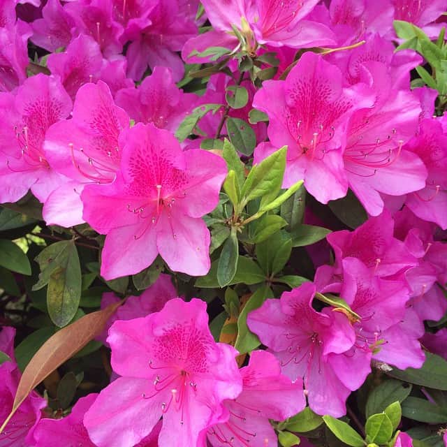 紫彩乃のインスタグラム：「日本では、５月のこの季節、ツツジ祭りがいろいろなところで、開かれています(^-^) 東京でも、あちこちに見つけることができます。」