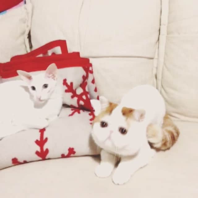 snoopyのインスタグラム：「not a doll…」
