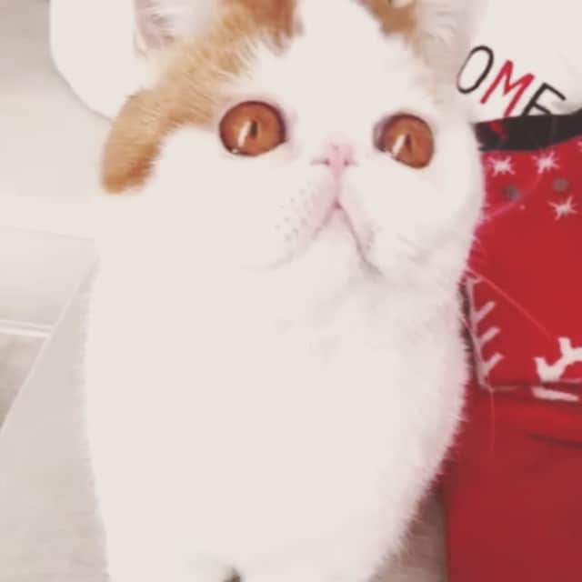 snoopyのインスタグラム