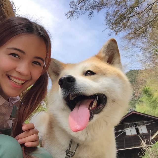 アマンダさんのインスタグラム写真 アマンダinstagram 今夜の 志村どうぶつ園 は2時間スペシャル 日本犬の里 に 藤岡弘 さんが再び みてね 秋田犬 Pochi アマンダ 5月9日 13時56分 Amanda Caroline